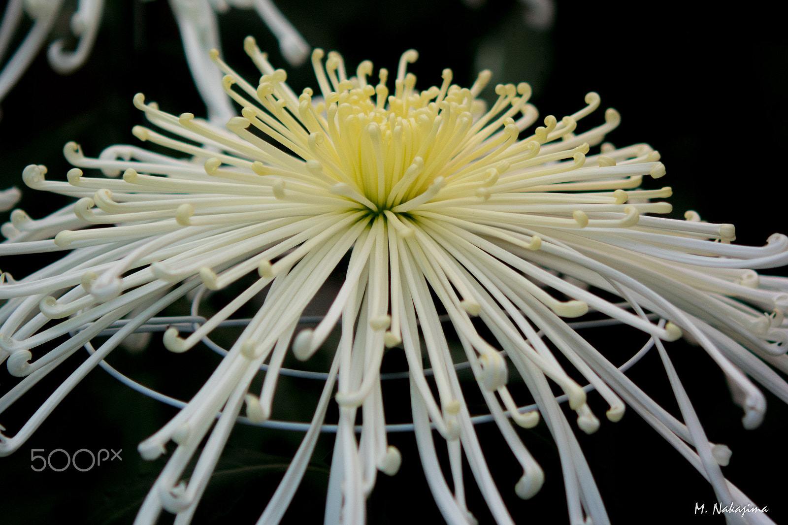 60mm f/2.8G sample photo. Chrysanthemum -4 photography