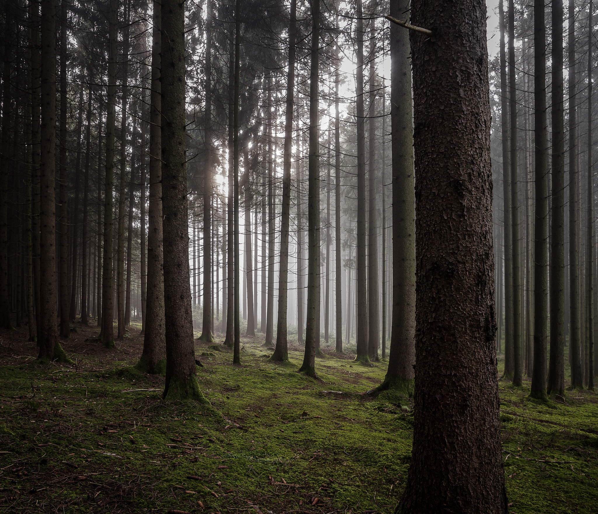 Pentax K-3 II + A Series Lens sample photo. A morning in a forest photography