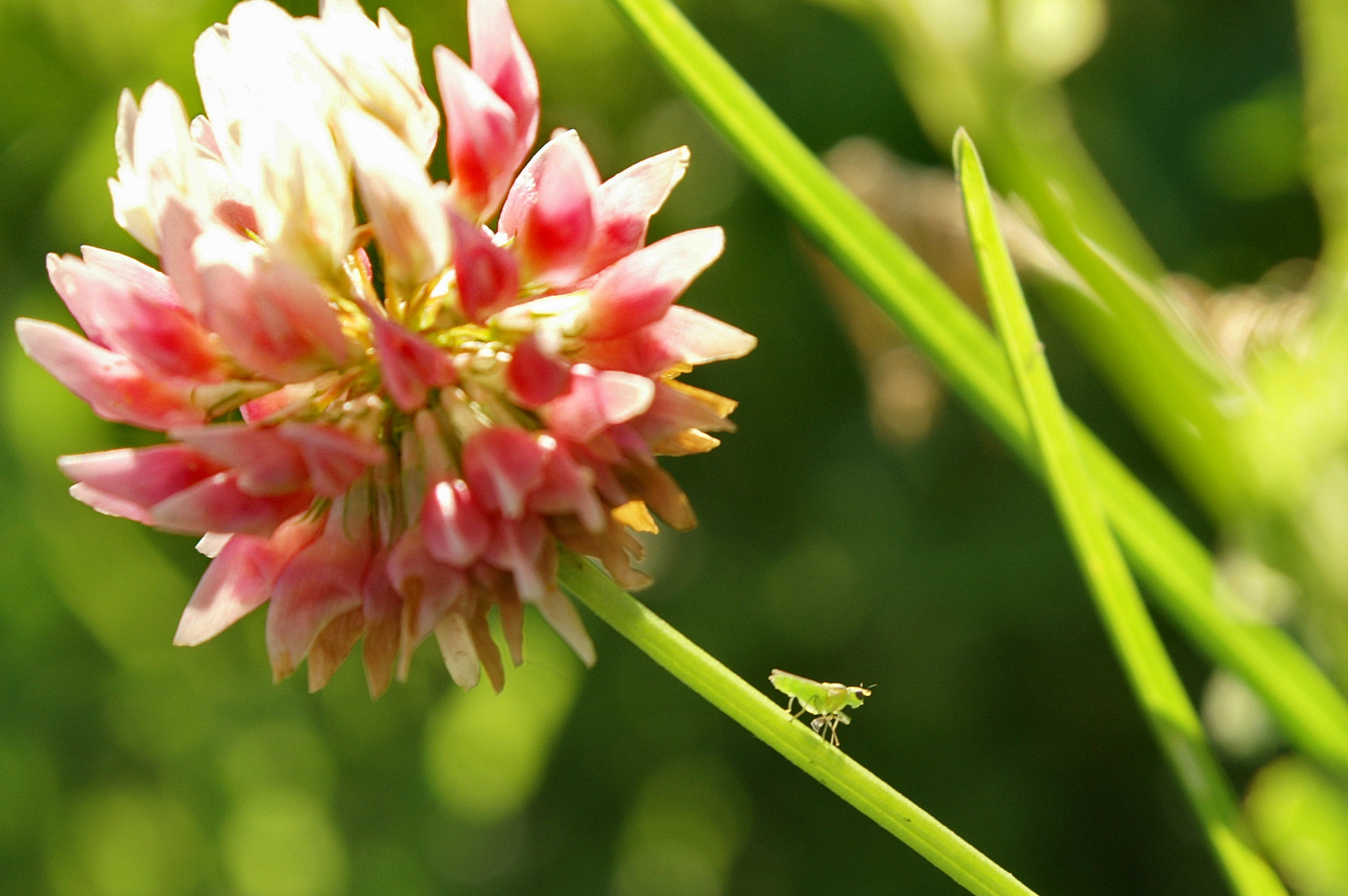 KONICA MINOLTA DYNAX 5D sample photo. Kozyavka (small insect) photography