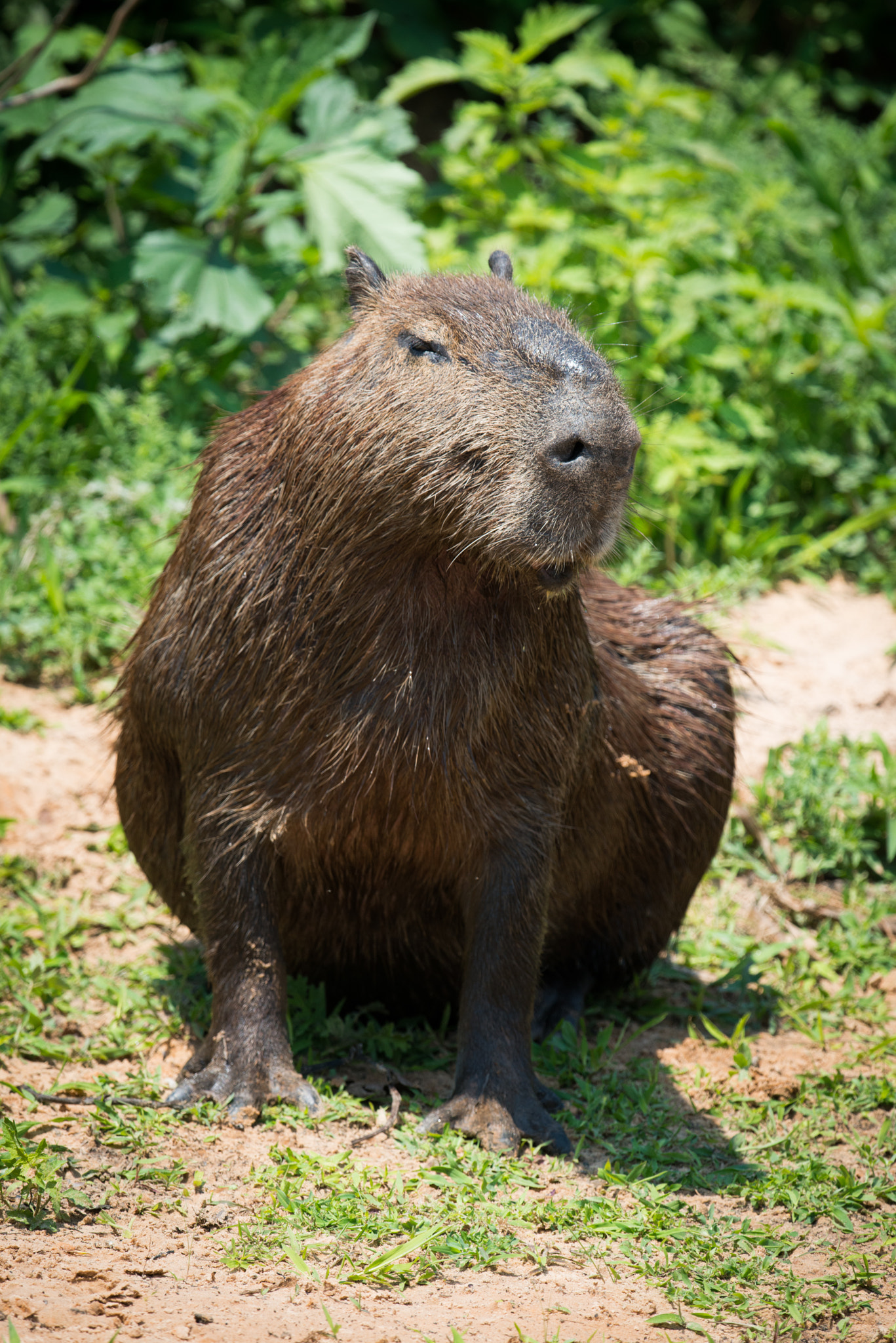 Nikon AF-S Nikkor 800mm F5.6E FL ED VR sample photo. Capybara sitting on river bank in sunshine photography