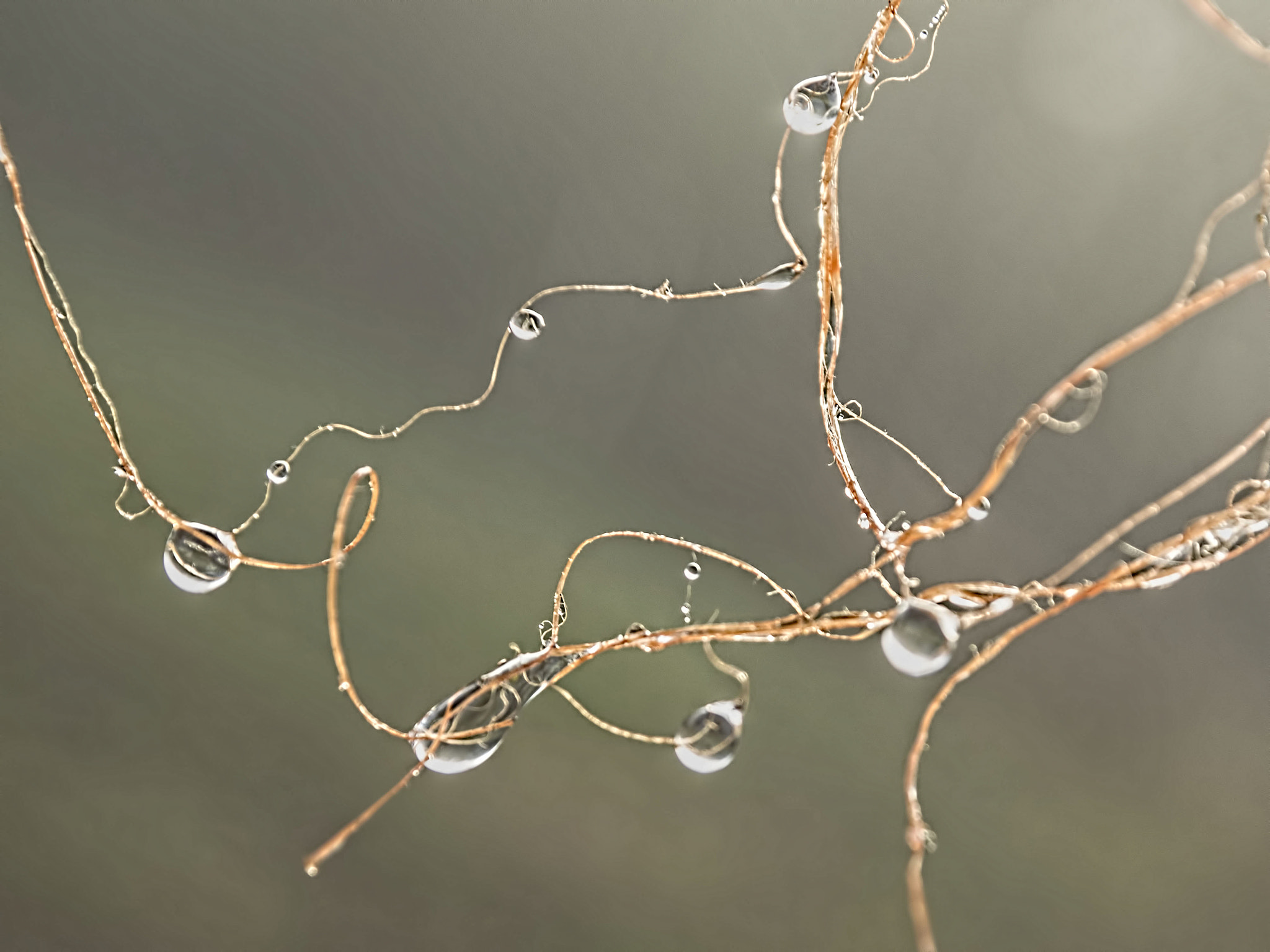 Olympus OM-D E-M1 sample photo. Twine photography
