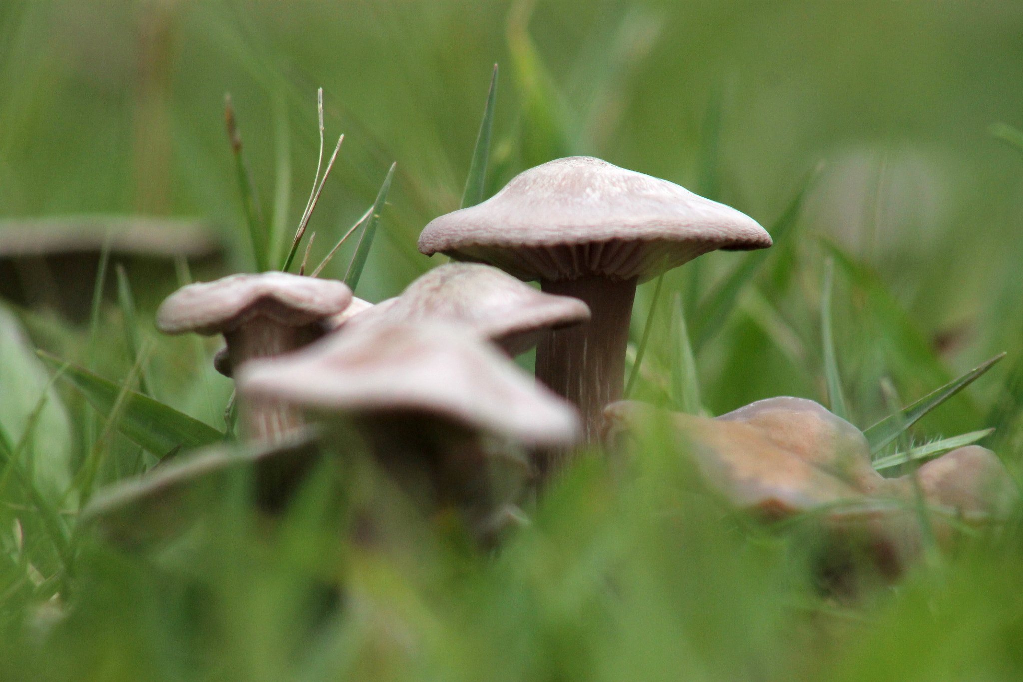 Canon EF 75-300mm f/4-5.6 USM sample photo. Macro world photography