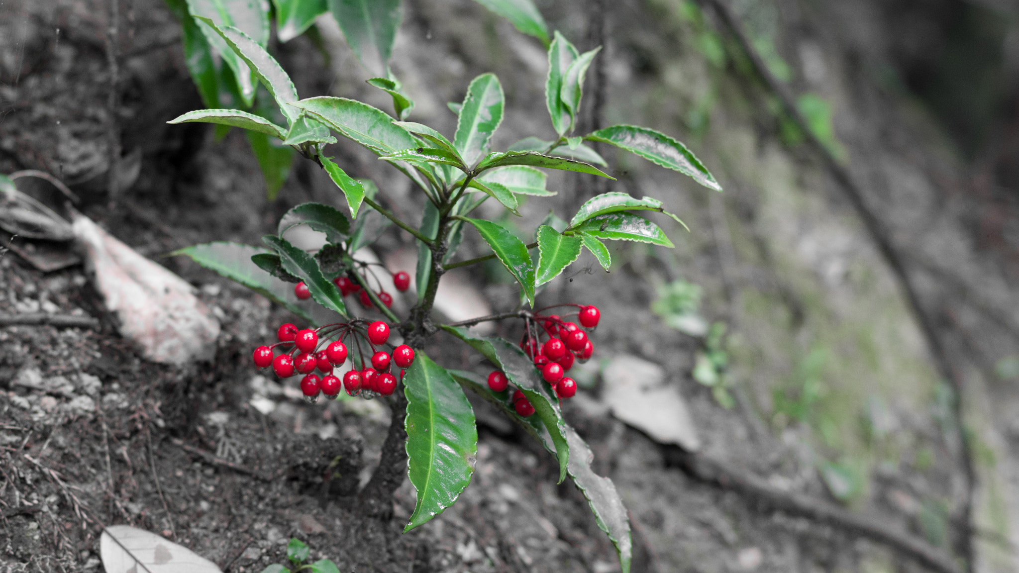 Pentax K-70 + Pentax smc DA 50mm F1.8 sample photo. 書寫山圓教寺 photography