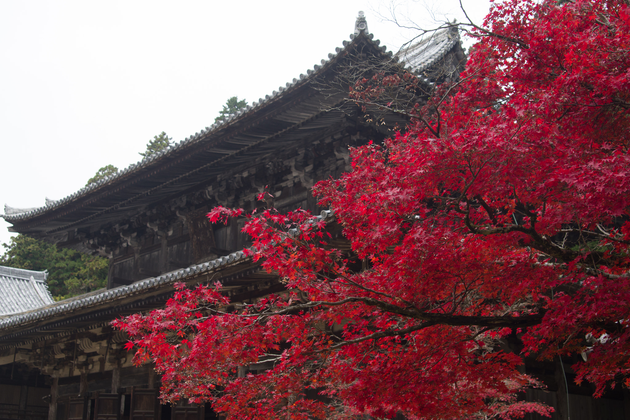 Pentax K-70 + Tamron AF 28-75mm F2.8 XR Di LD Aspherical (IF) sample photo. 書寫山圓教寺 photography