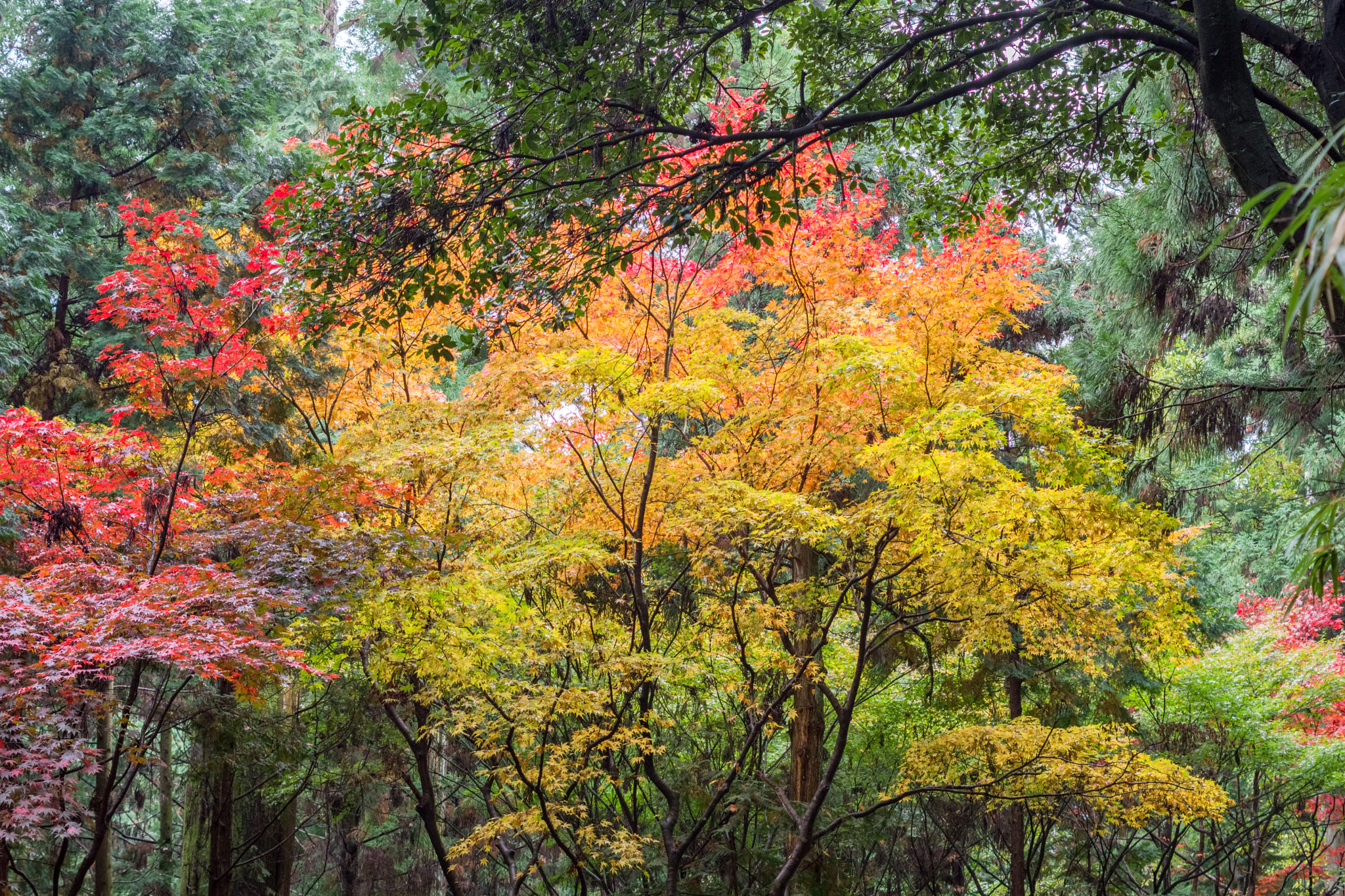 Pentax K-70 sample photo. 書寫山圓教寺 photography