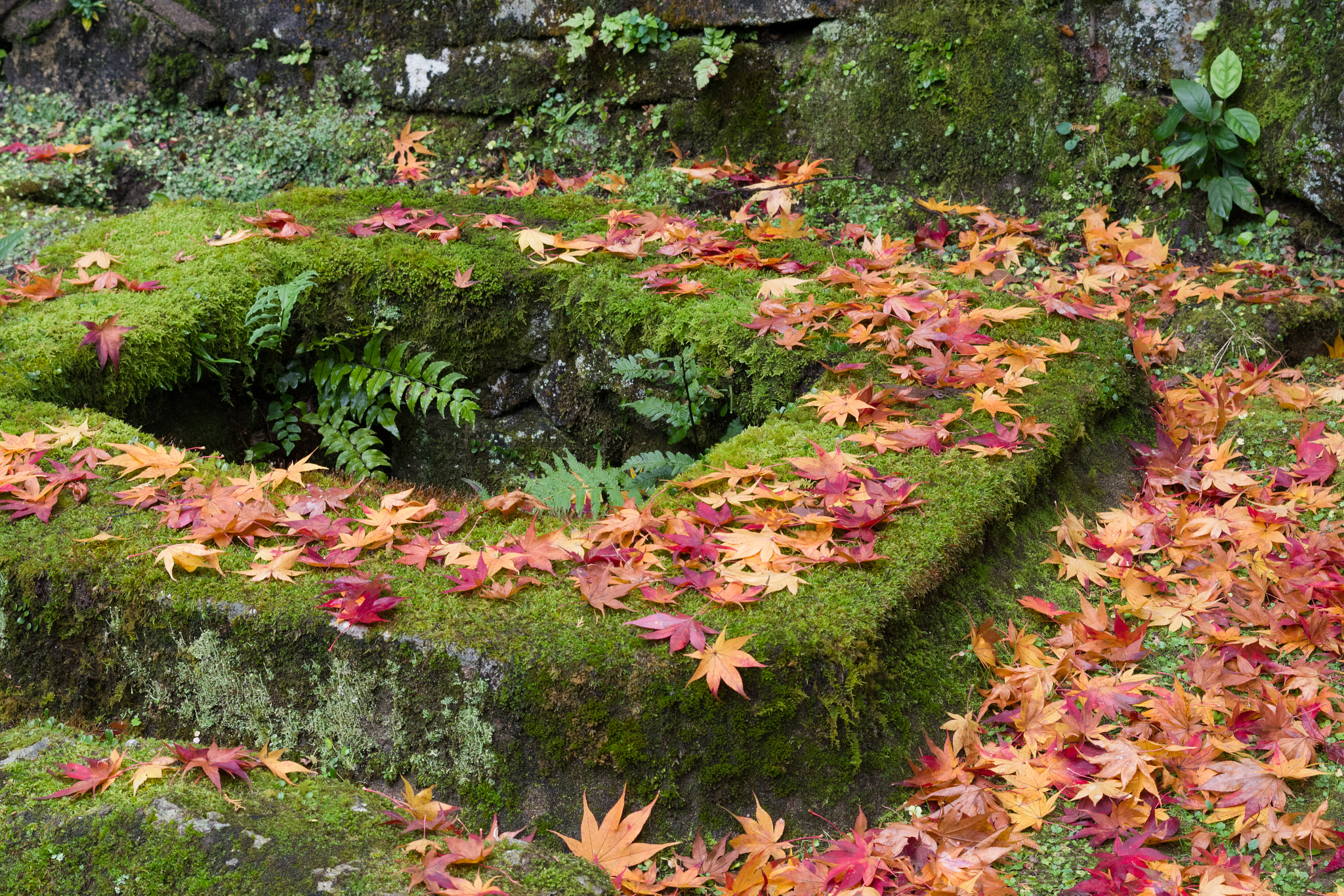 Pentax K-70 + Pentax smc DA 50mm F1.8 sample photo. 書寫山圓教寺 photography