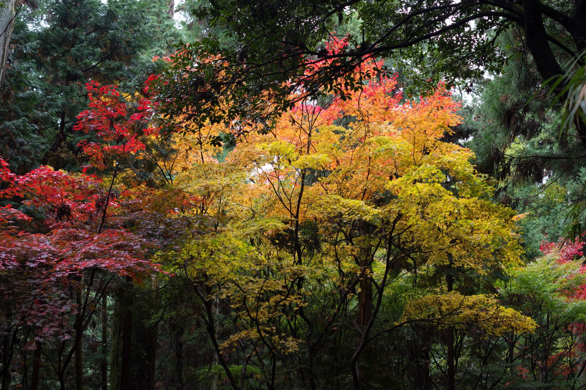 Pentax K-70 sample photo. 書寫山圓教寺 photography