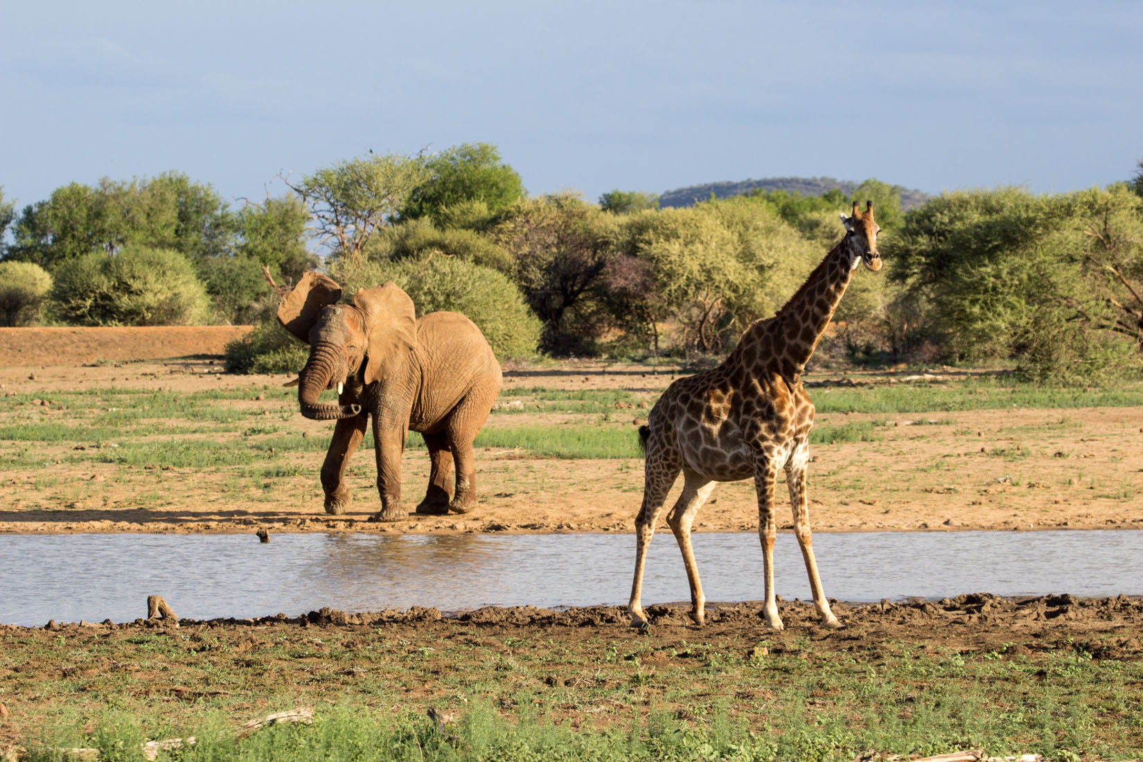 Canon EF 100-400mm F4.5-5.6L IS USM sample photo. Animals of south africa photography