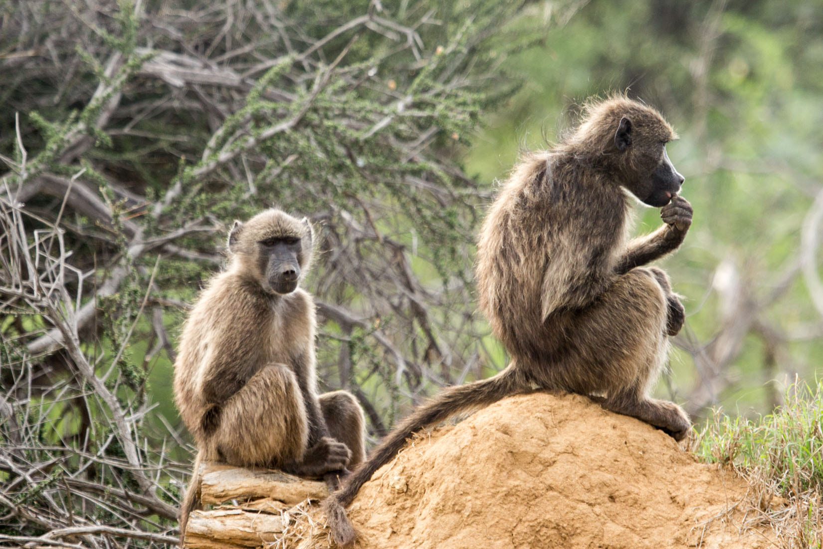 Canon EF 100-400mm F4.5-5.6L IS USM sample photo. Animals of south africa photography