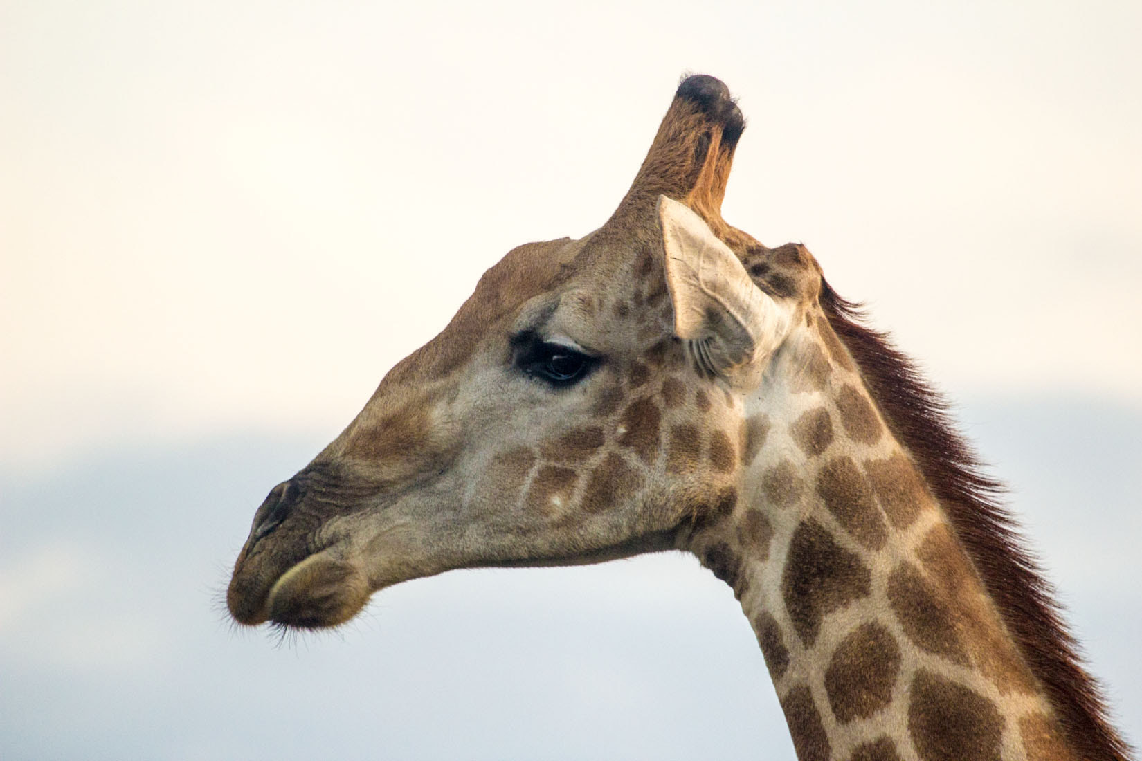 Canon EF 100-400mm F4.5-5.6L IS USM sample photo. Animals of south africa photography