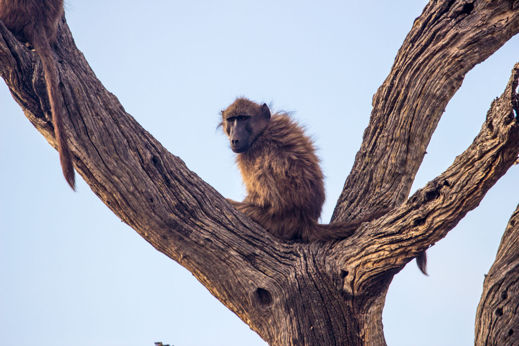 Canon EF 100-400mm F4.5-5.6L IS USM sample photo. Animals of south africa photography