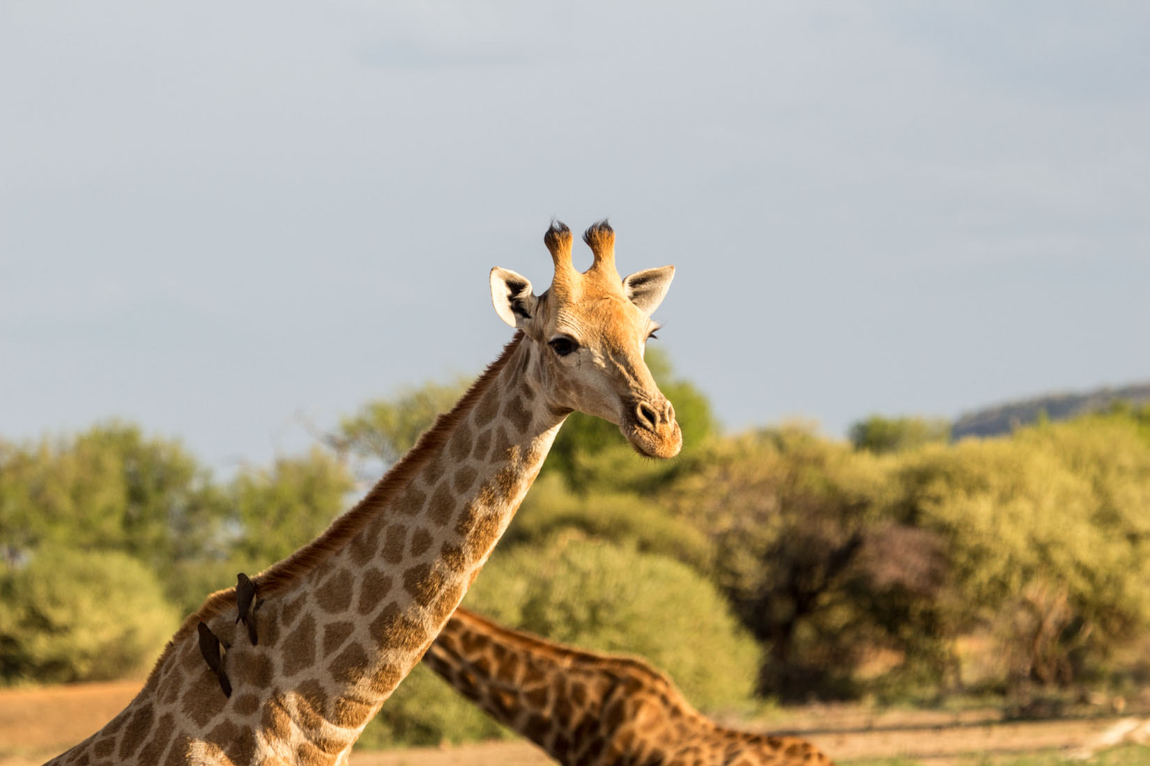 Canon EF 100-400mm F4.5-5.6L IS USM sample photo. Animals of south africa photography