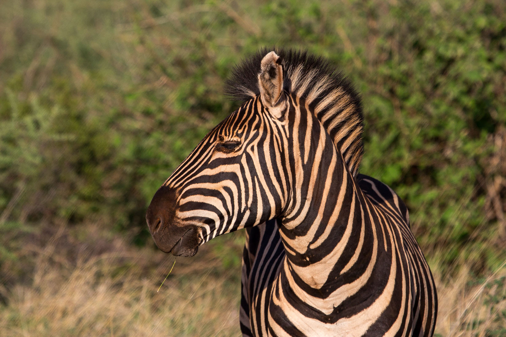 Canon EF 100-400mm F4.5-5.6L IS USM sample photo. Animals of south africa photography