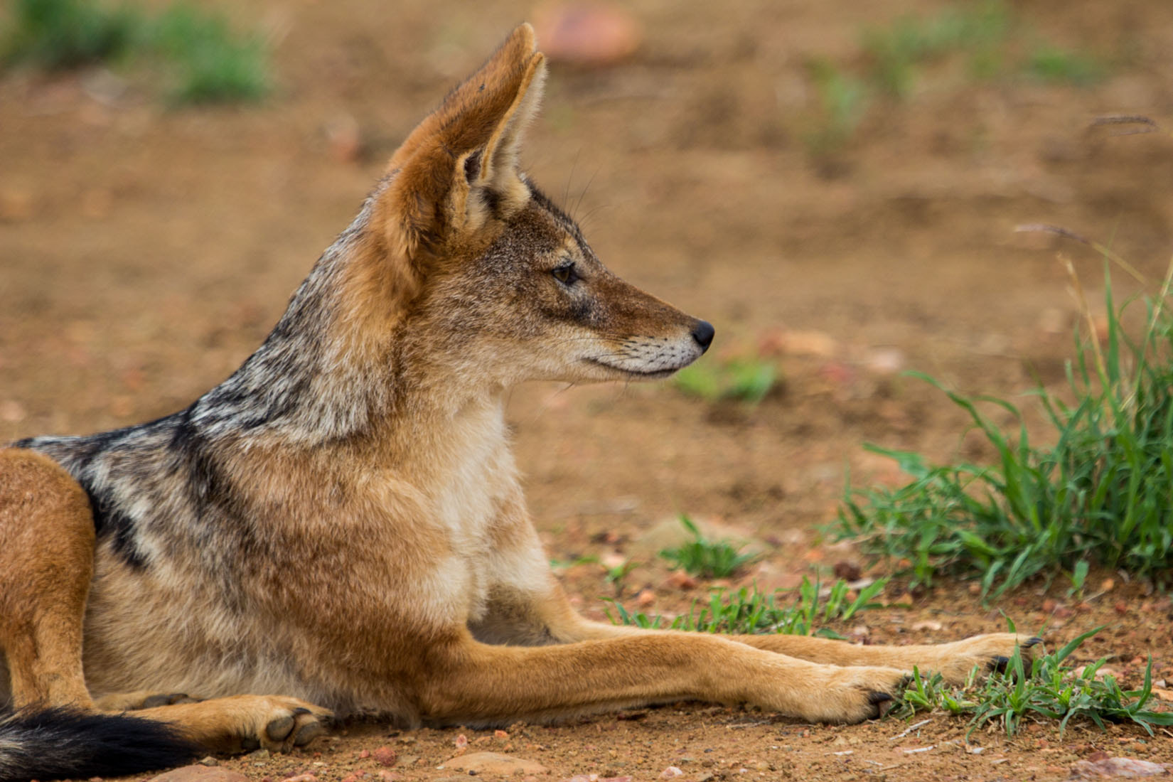 Canon EF 100-400mm F4.5-5.6L IS USM sample photo. Animals of south africa photography