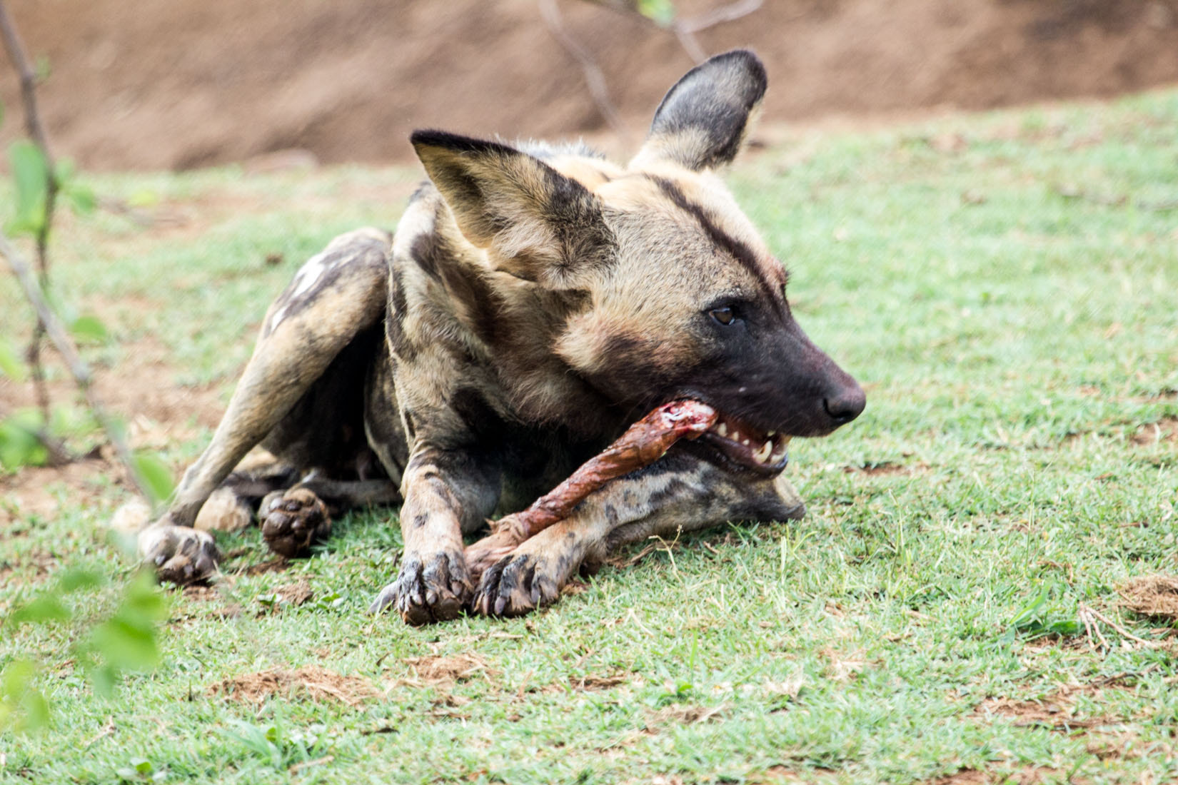 Canon EF 100-400mm F4.5-5.6L IS USM sample photo. Animals of south africa photography