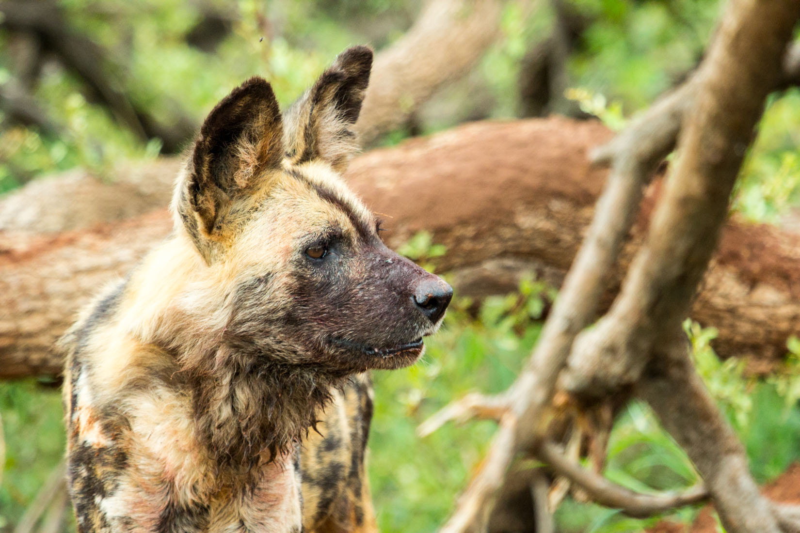 Canon EF 100-400mm F4.5-5.6L IS USM sample photo. Animals of south africa photography