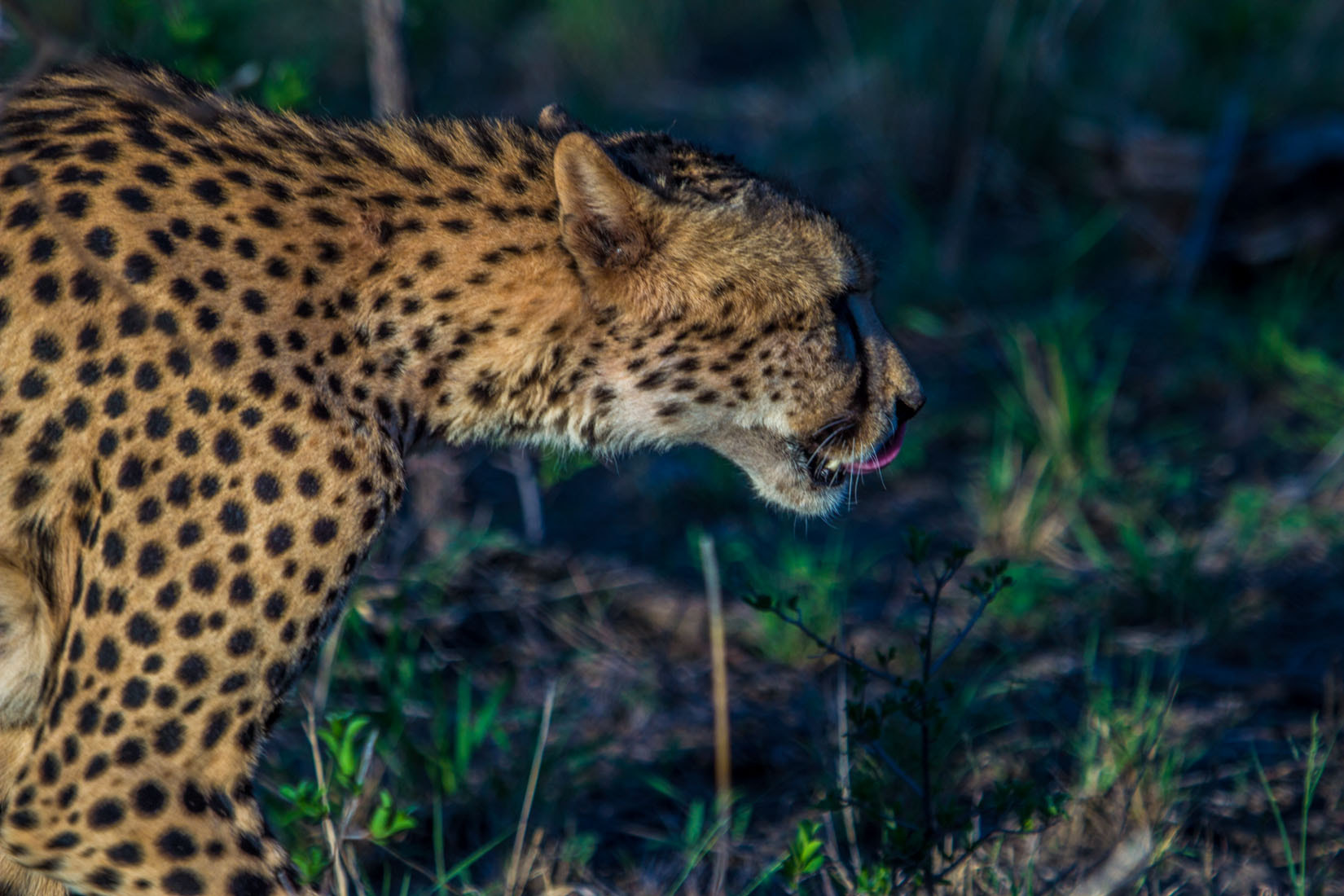 Canon EF 100-400mm F4.5-5.6L IS USM sample photo. Animals of south africa photography