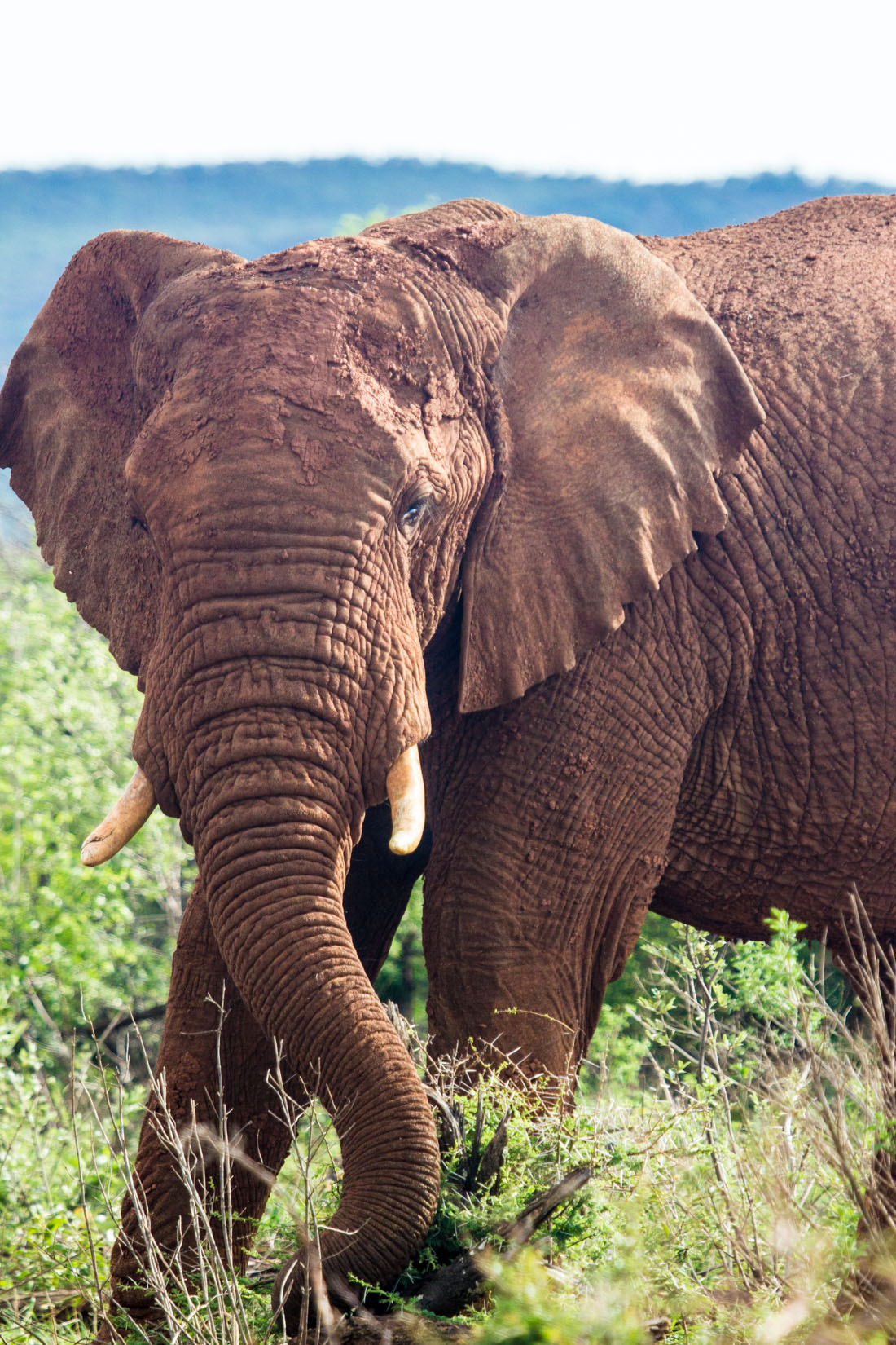 Canon EF 100-400mm F4.5-5.6L IS USM sample photo. Animals of south africa photography