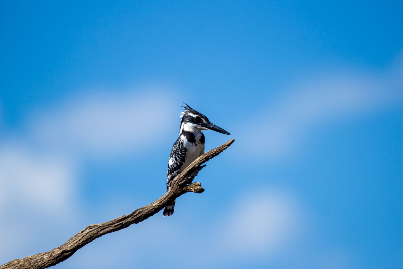 Canon EF 100-400mm F4.5-5.6L IS USM sample photo. Animals of south africa photography