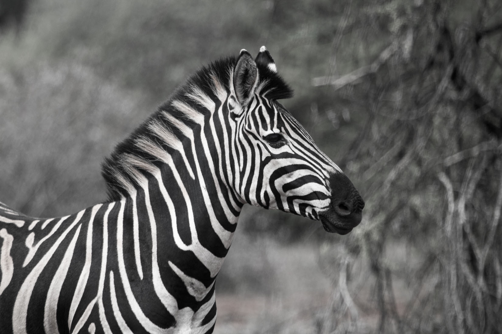 Canon EF 100-400mm F4.5-5.6L IS USM sample photo. Animals of south africa photography