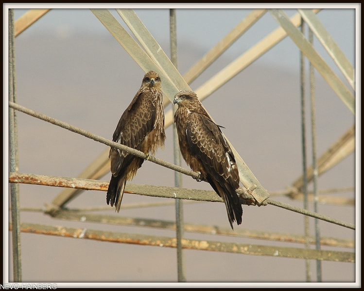 Canon EF 200mm F2.8L II USM sample photo. Vulture photography