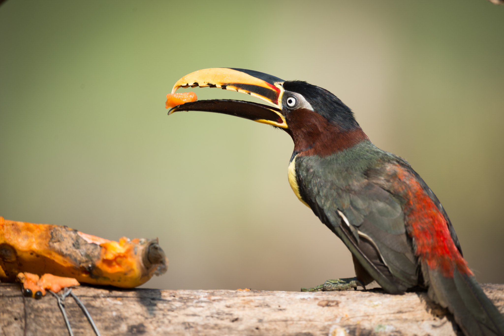 Nikon AF-S Nikkor 800mm F5.6E FL ED VR sample photo. Chestnut-eared aracari perched on log eating papaya photography