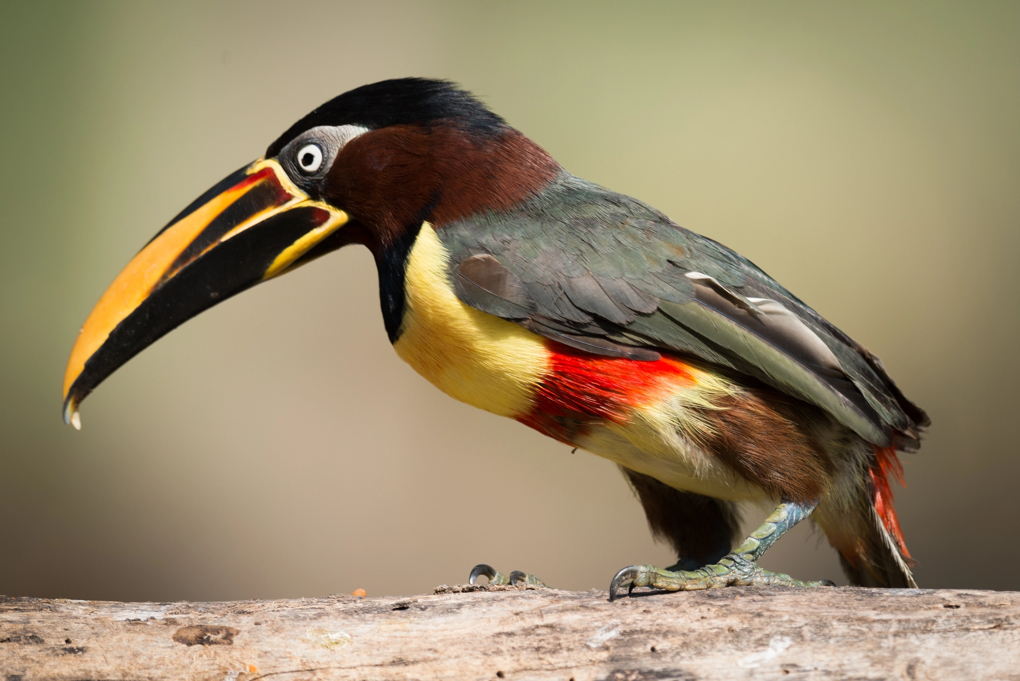 Nikon AF-S Nikkor 800mm F5.6E FL ED VR sample photo. Chestnut-eared aracari perched on log in profile photography
