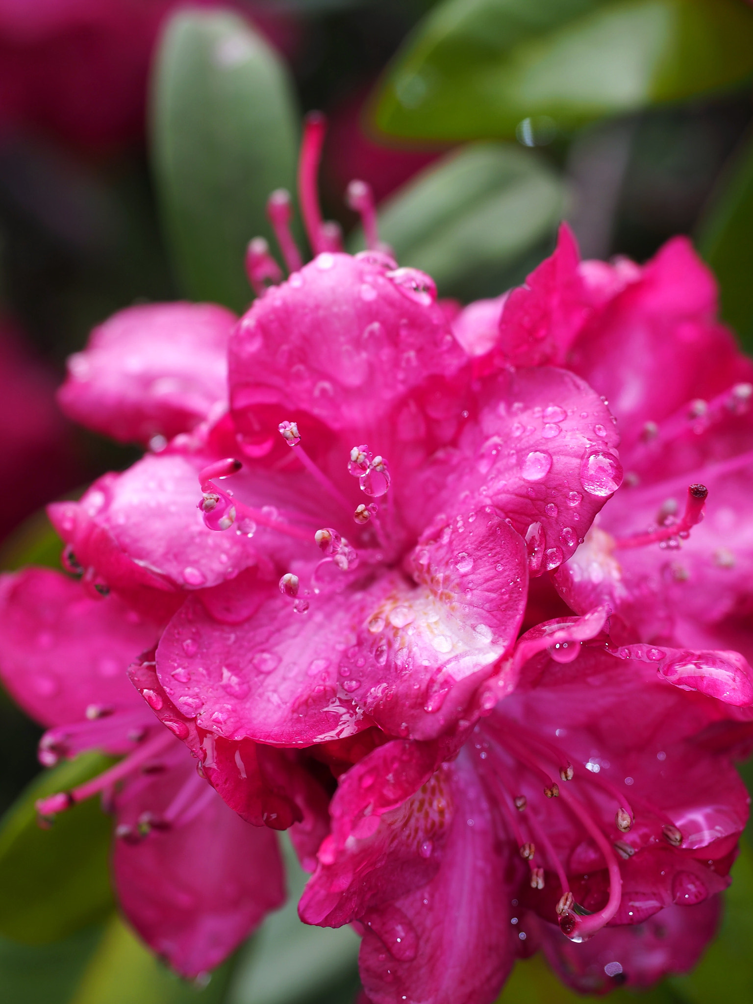 Olympus M.Zuiko Digital ED 12-40mm F2.8 Pro sample photo. After a shower. photography