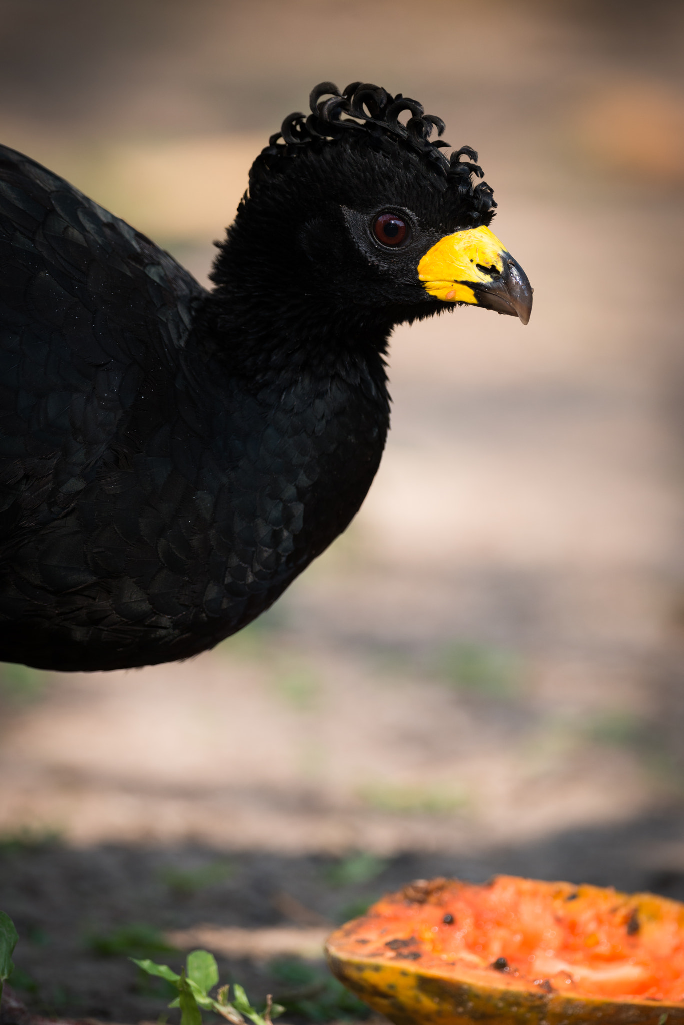Nikon AF-S Nikkor 800mm F5.6E FL ED VR sample photo. Close-up of black curassow eating papaya half photography