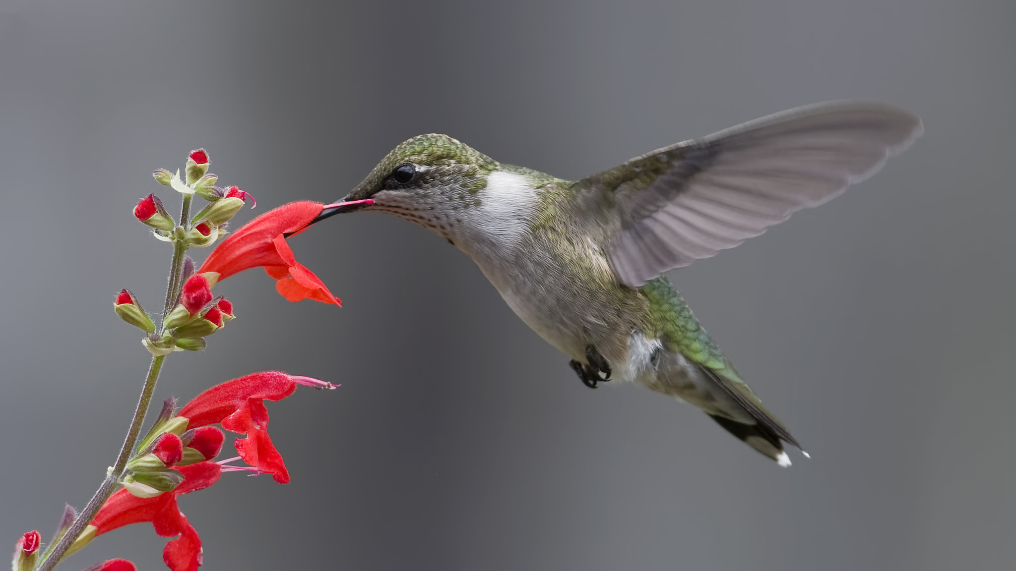 Sigma 50-150mm F2.8 EX APO DC HSM II sample photo. Enjoying the nectar photography