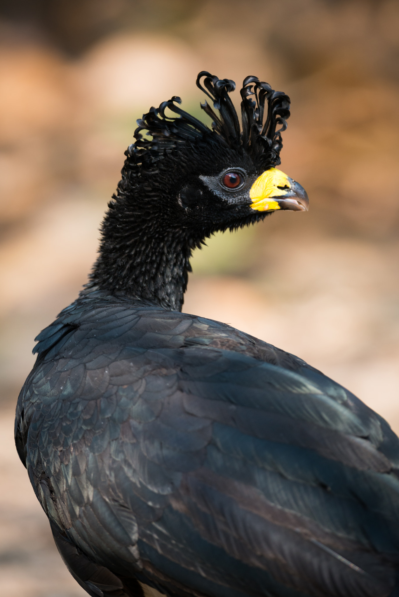 Nikon AF-S Nikkor 800mm F5.6E FL ED VR sample photo. Close-up of black curassow with turned head photography