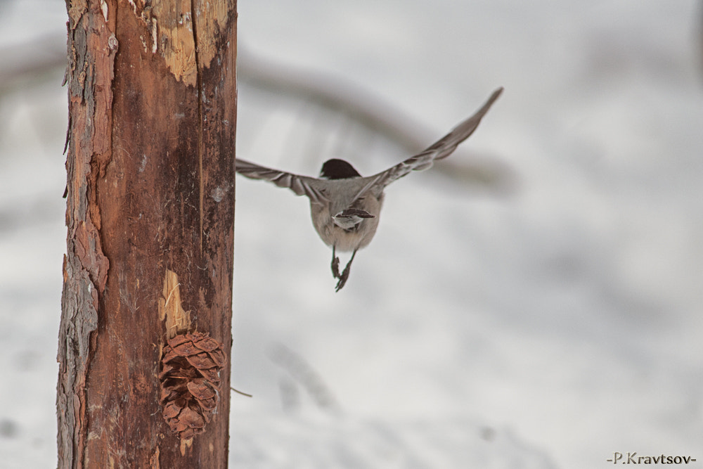 Nikon D700 + AF Nikkor 300mm f/4 IF-ED sample photo. Kpa photography