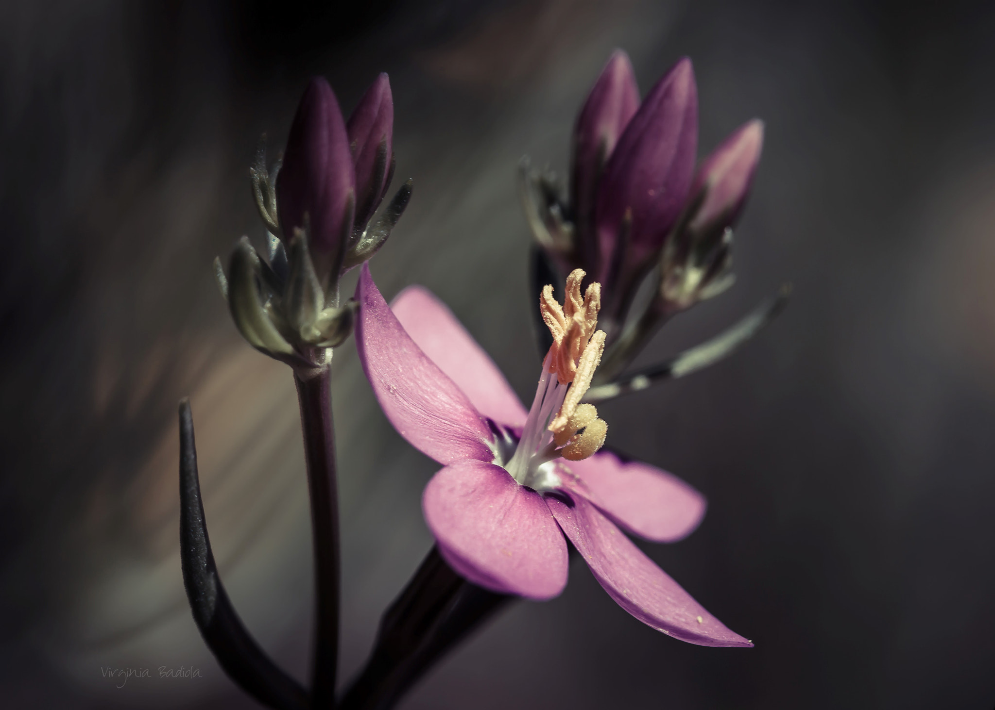 Canon EF-S 60mm F2.8 Macro USM sample photo. *** photography