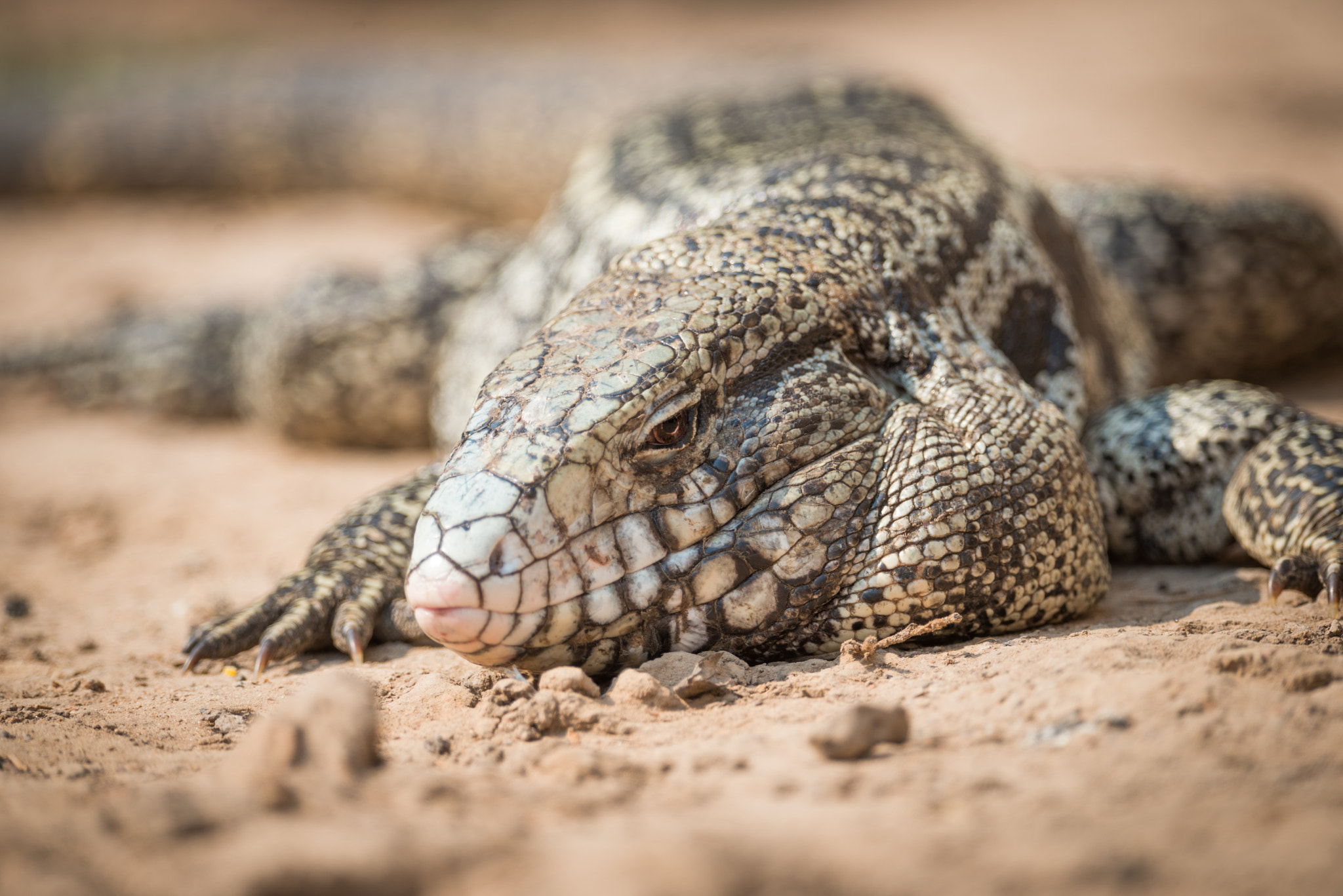 Nikon D800 sample photo. Close-up of common tegu lizard in sand photography