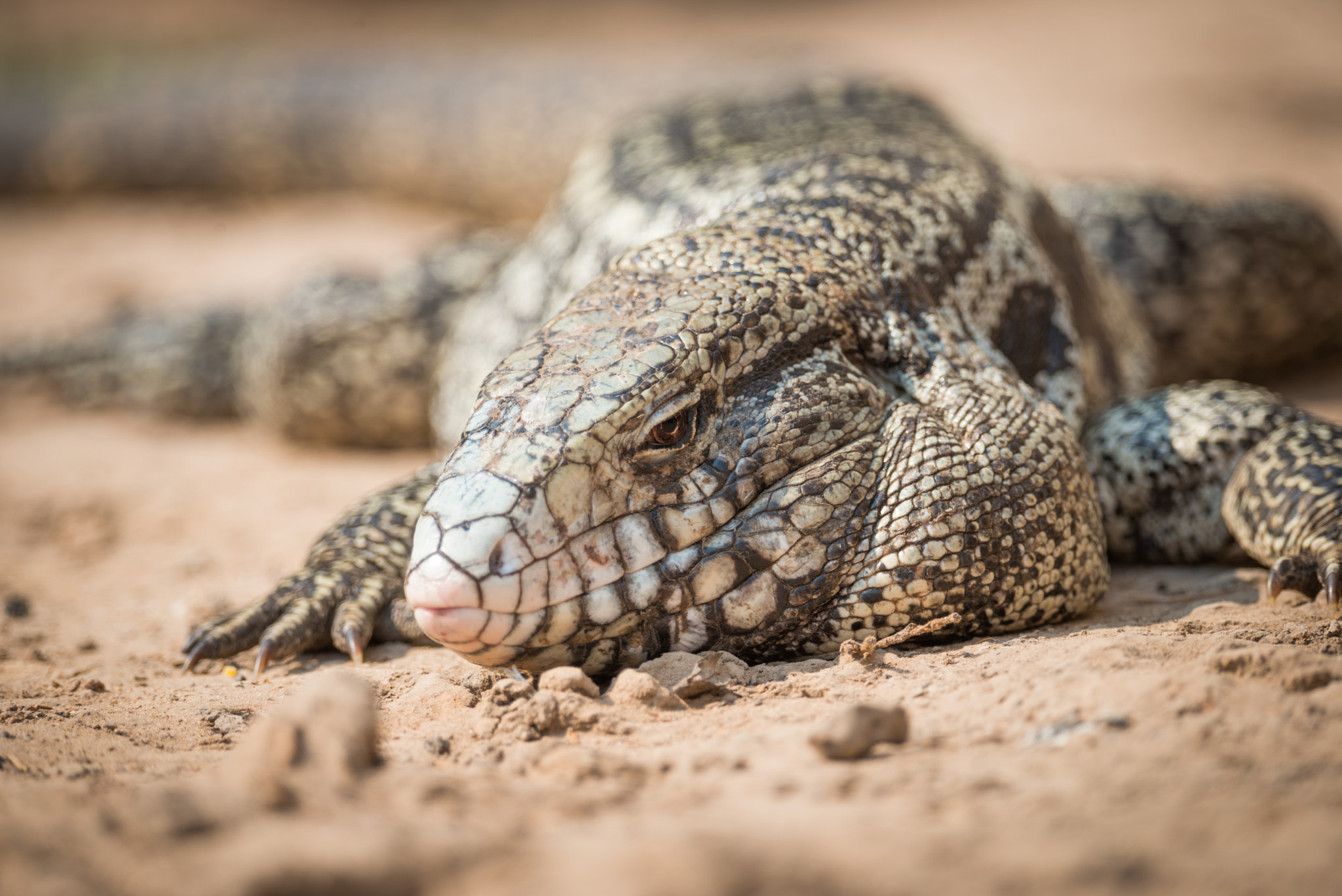 Nikon AF-S Nikkor 800mm F5.6E FL ED VR sample photo. Close-up of common tegu lizard in sand photography