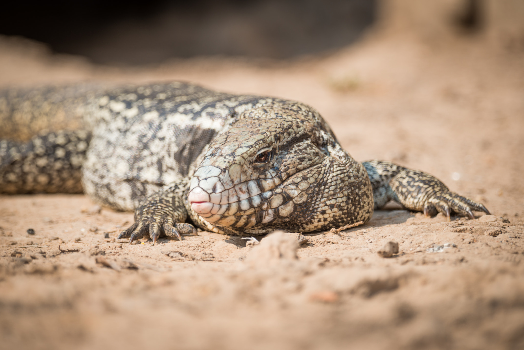 Nikon AF-S Nikkor 800mm F5.6E FL ED VR sample photo. Close-up of common tegu lizard on ground photography