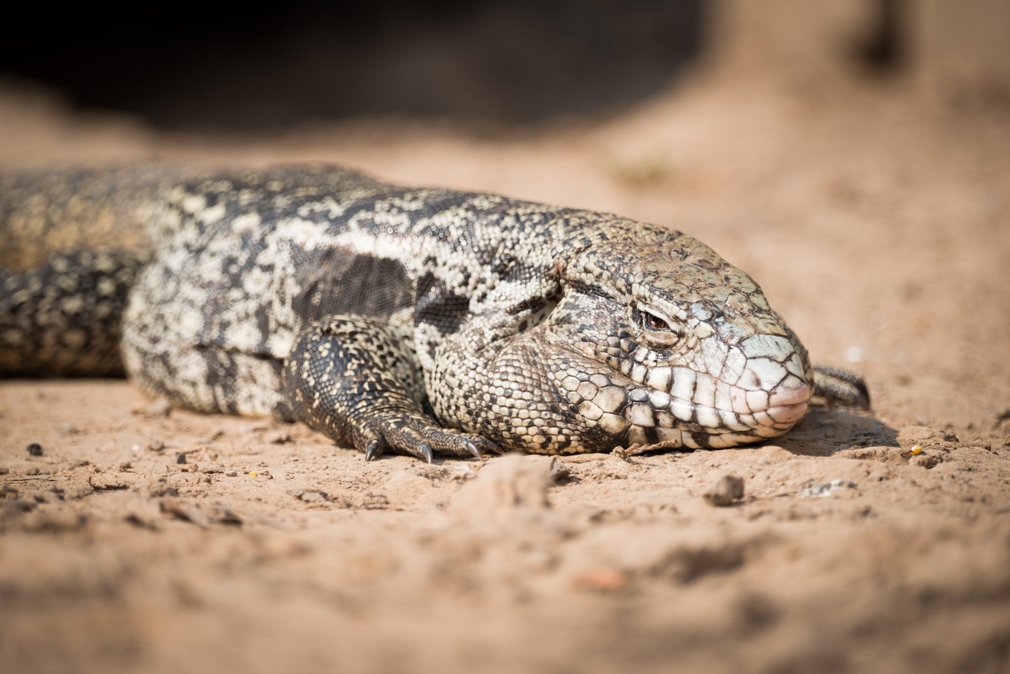 Nikon AF-S Nikkor 800mm F5.6E FL ED VR sample photo. Close-up of common tegu lizard on sand photography