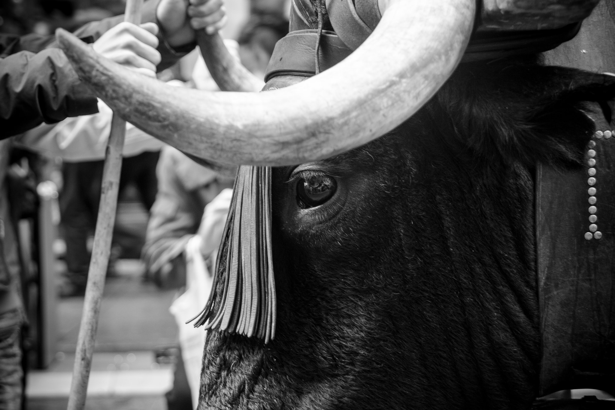Sony DT 18-135mm F3.5-5.6 SAM sample photo. The silent protest photography