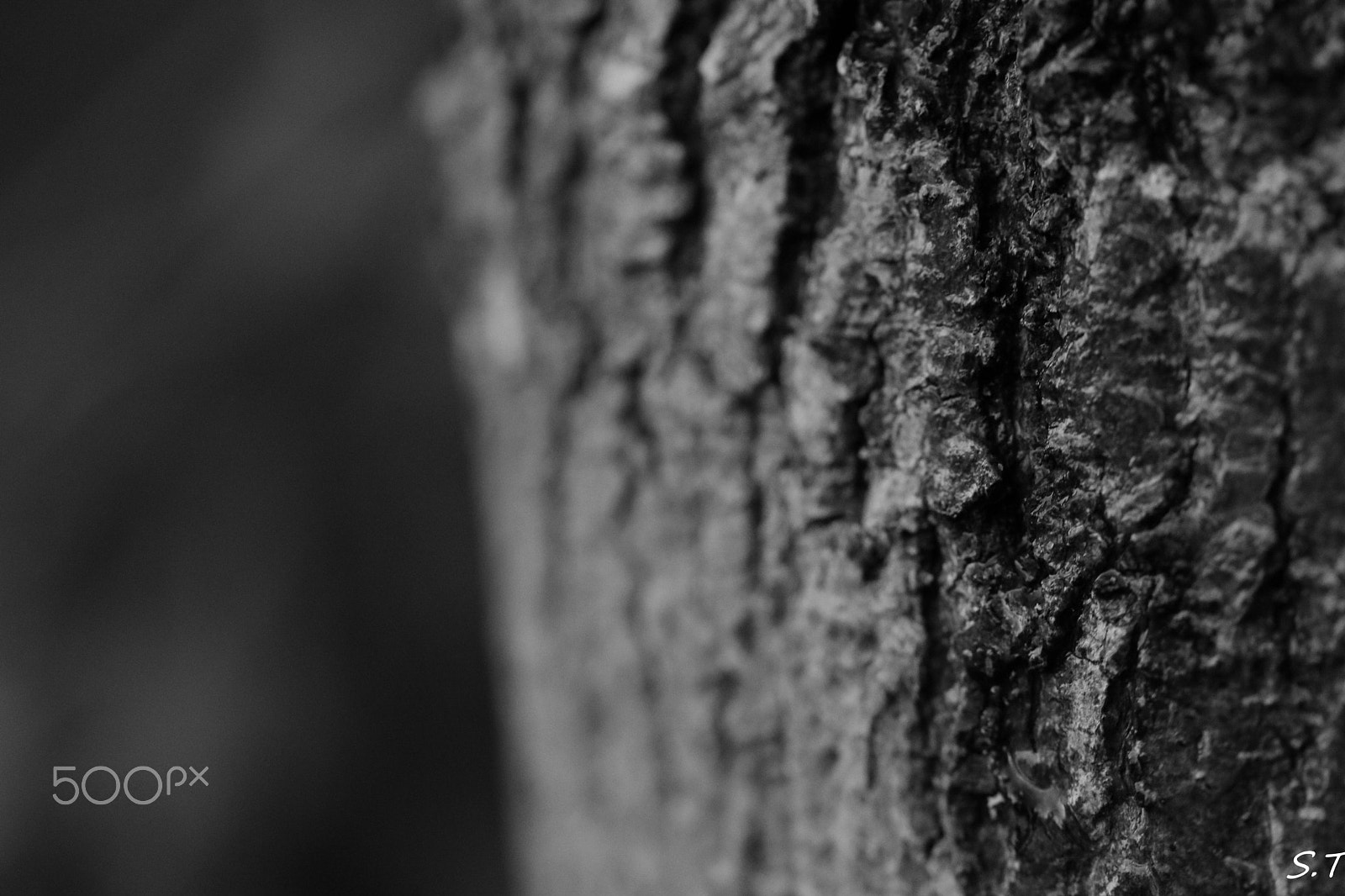 Tamron SP AF 60mm F2 Di II LD IF Macro sample photo. Strength photography