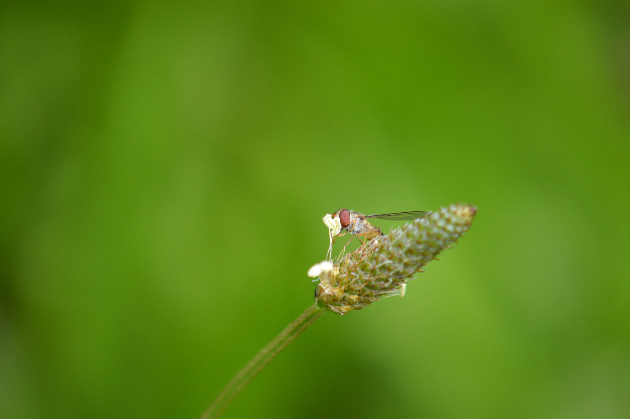 Nikon AF-S DX Micro-Nikkor 85mm F3.5G ED VR sample photo. Syrphe photography