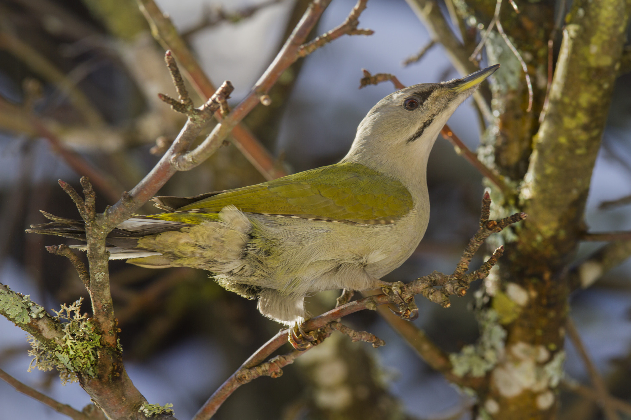 Canon EOS 7D + Canon EF 300mm F2.8L IS USM sample photo. Grey headed woodpecker (picus canus) photography