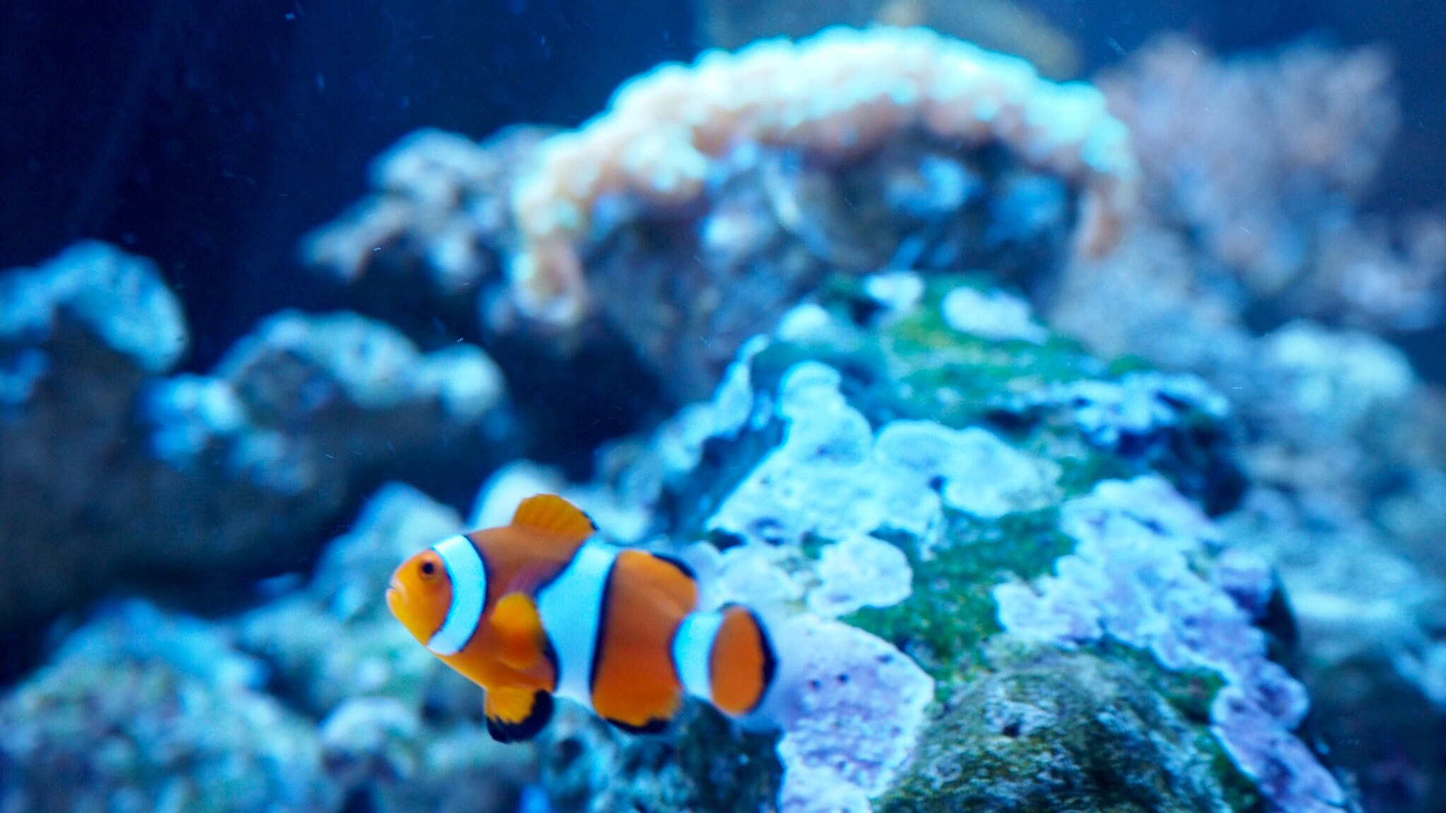 Olympus M.Zuiko Digital ED 14-42mm F3.5-5.6 EZ sample photo. I found nemo underwater ... photography