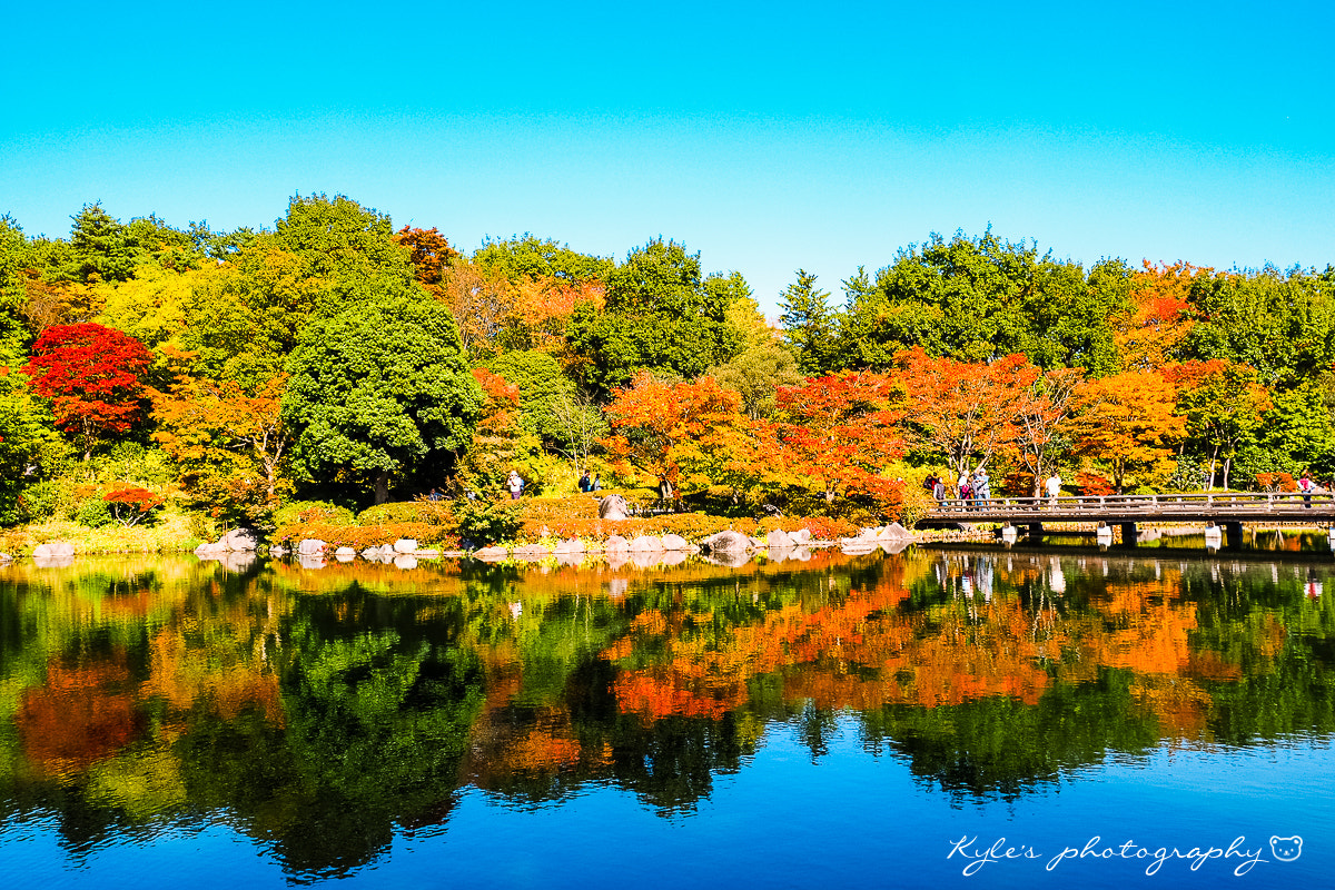 Olympus Zuiko Digital 14-54mm F2.8-3.5 II sample photo. 秋色の池 photography