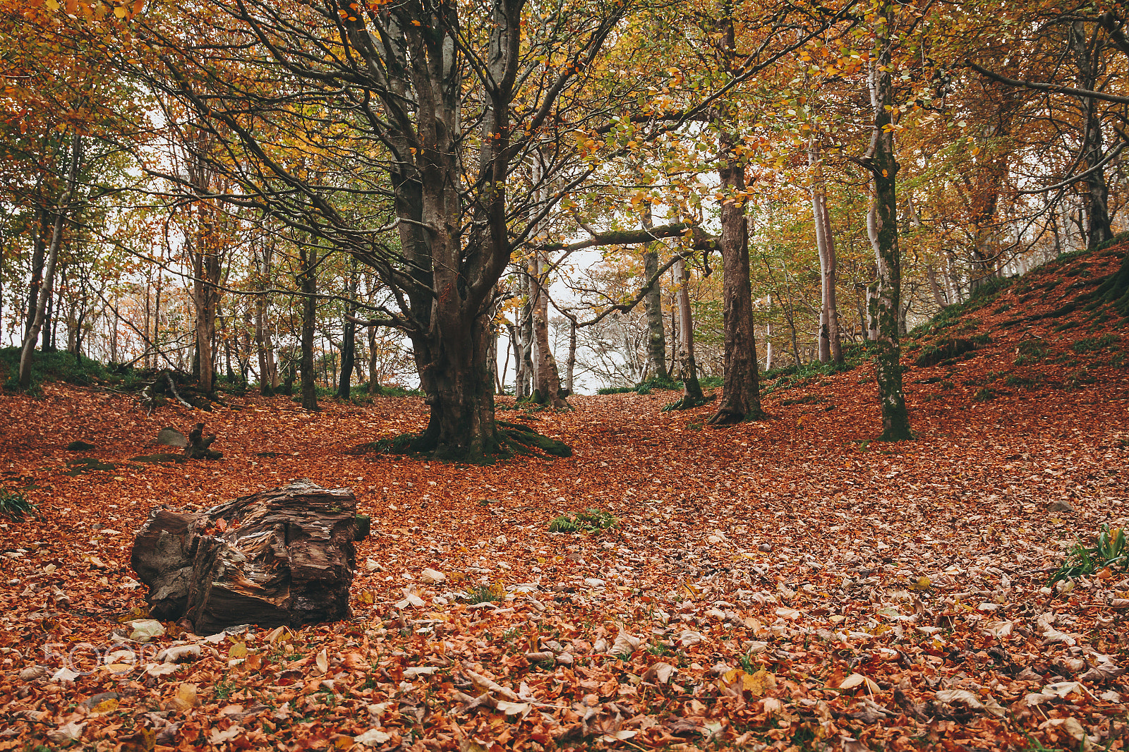 Canon EOS 650D (EOS Rebel T4i / EOS Kiss X6i) sample photo. Autumn ignites in oban photography