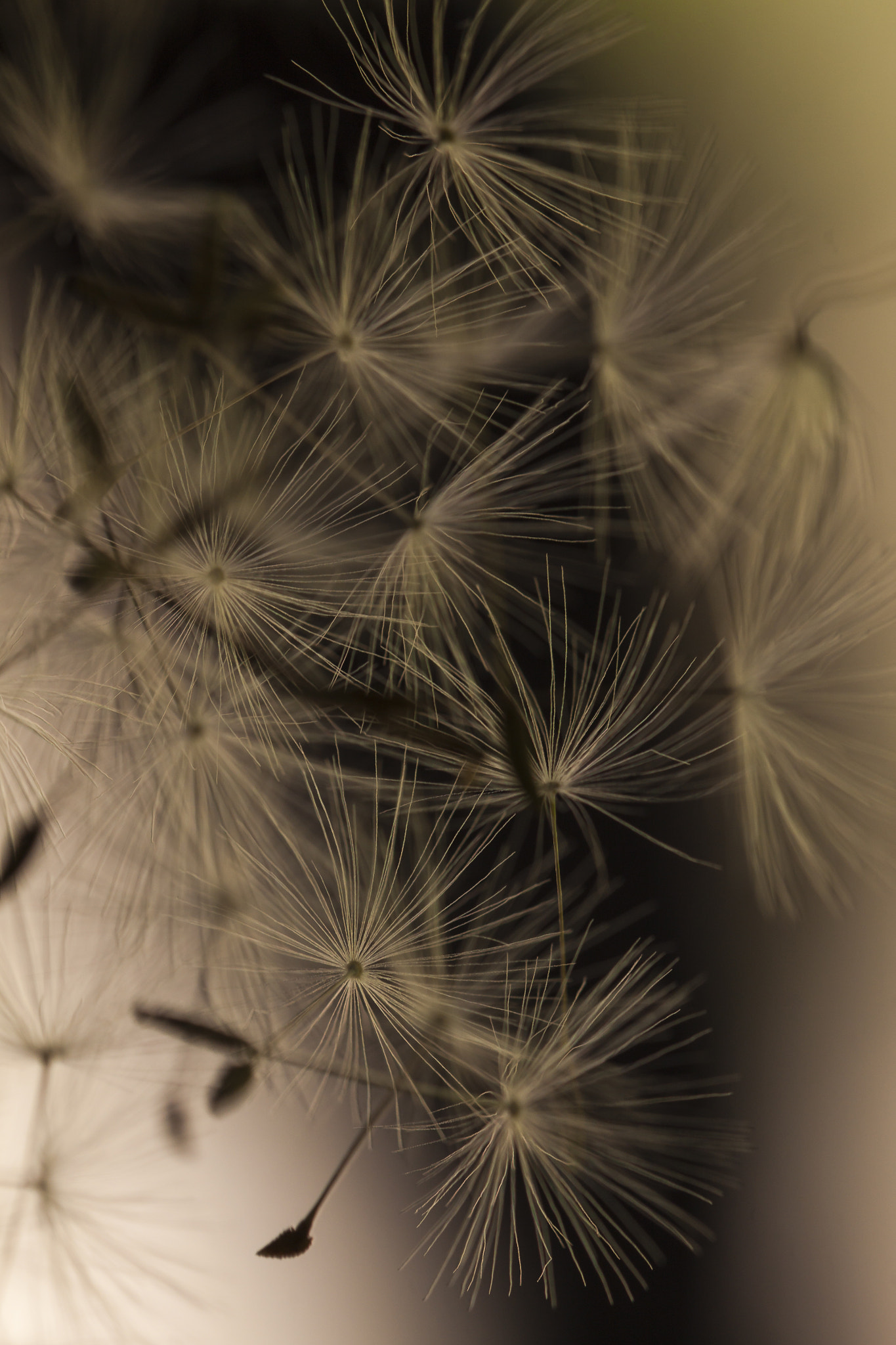 Canon EF 100mm F2.8L Macro IS USM sample photo. Still life photography