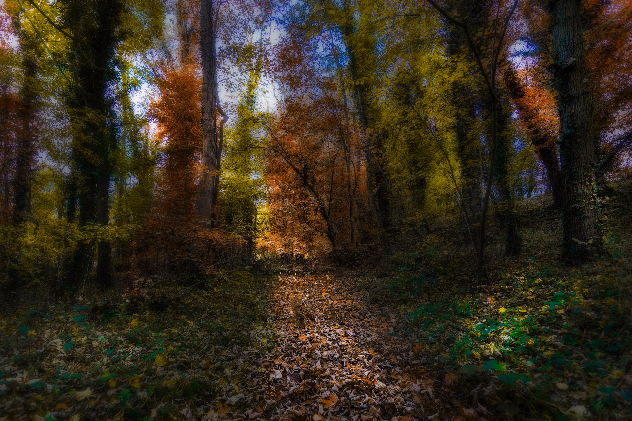 Tokina AT-X 11-20mm F2.8 PRO DX sample photo. Overgrown photography