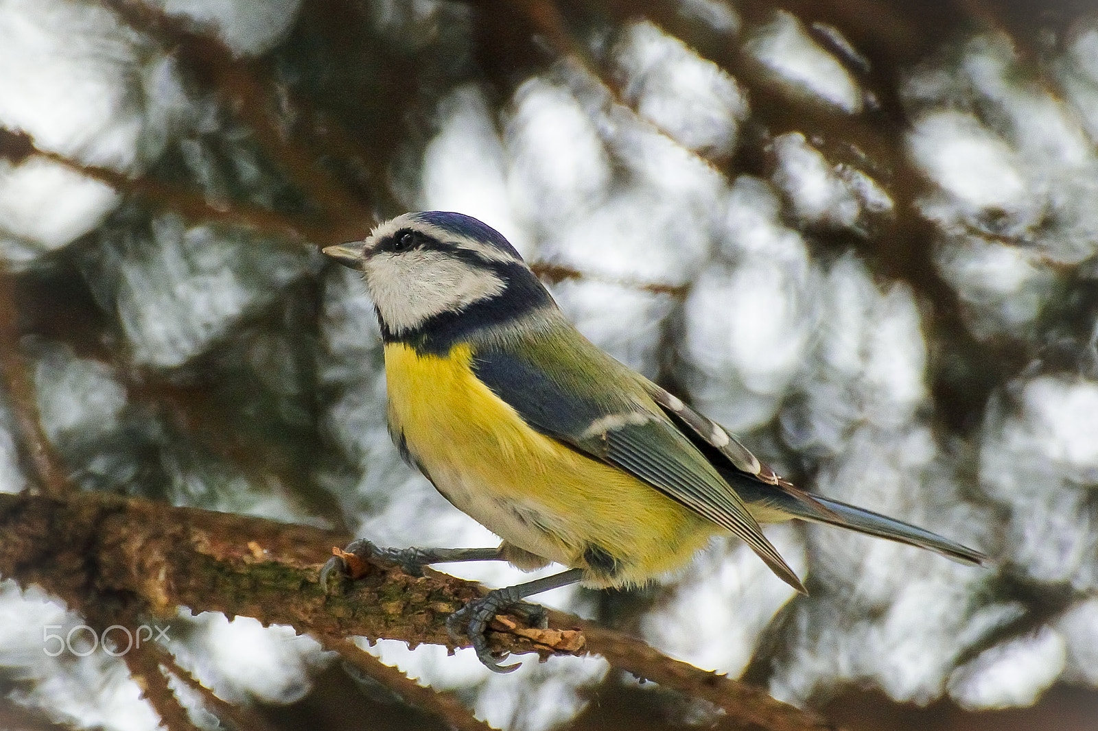 Tamron SP 35mm F1.8 Di VC USD sample photo. Kék cinege (cyanistes caeruleus) photography