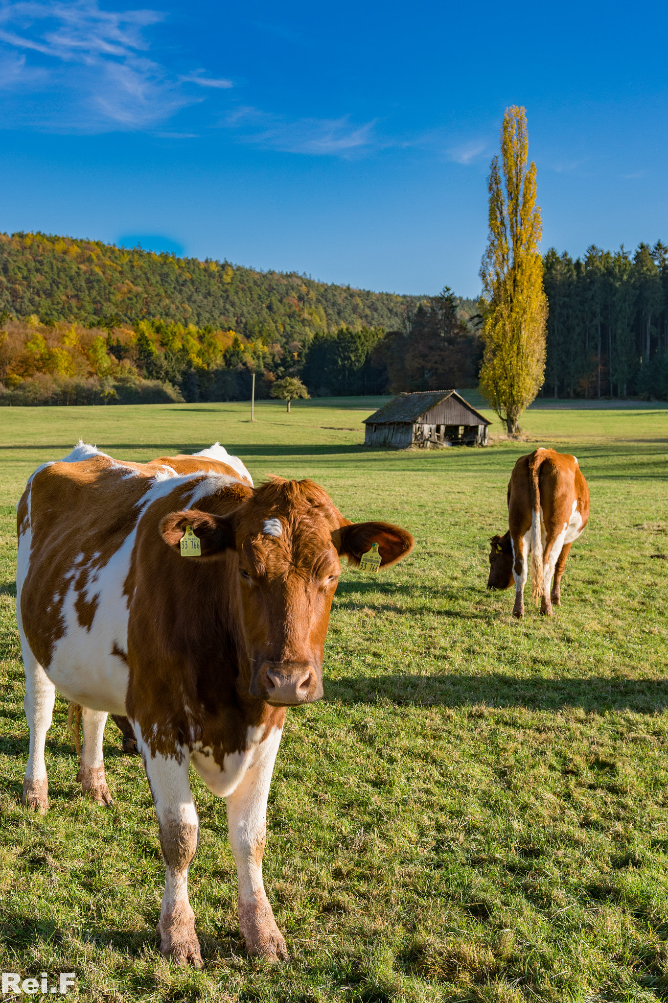 Nikon D5300 + Sigma 18-35mm F1.8 DC HSM Art sample photo. Cow in autumnlight with barn photography