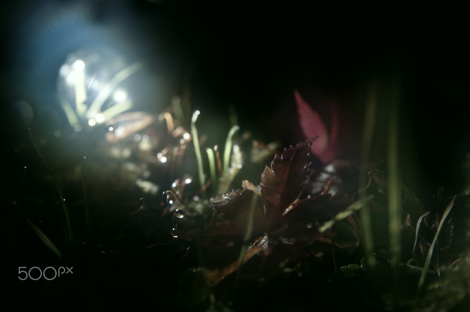 Sigma 17-70mm F2.8-4.5 DC Macro sample photo. Leaf photography