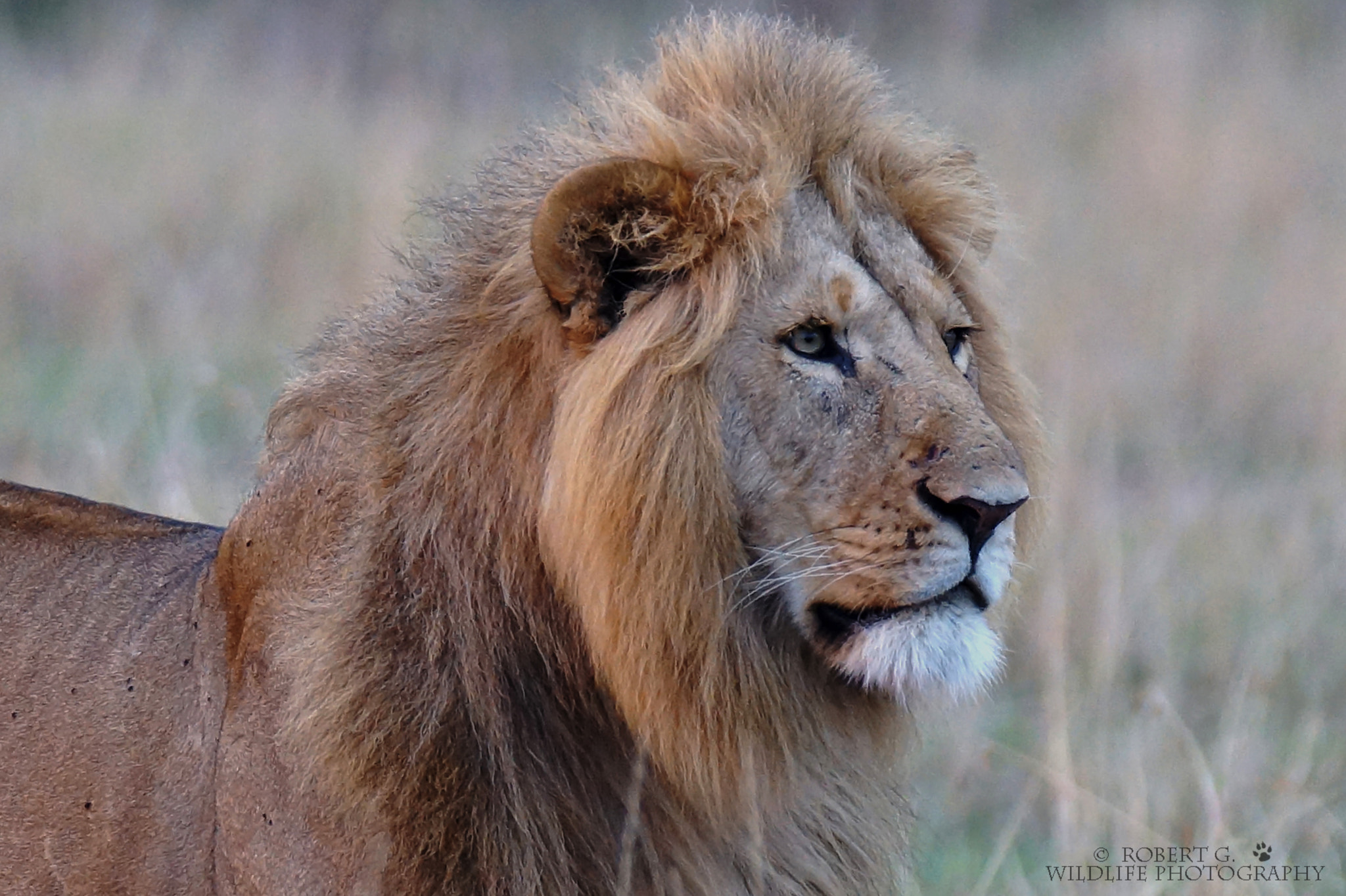 Sony SLT-A77 + Tamron SP 150-600mm F5-6.3 Di VC USD sample photo. Lion portrait  masai mara 2016 photography